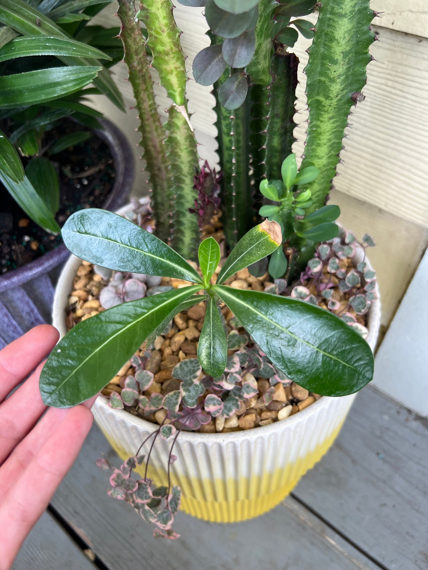 Large euphorbia trigona, double bloom desert rose, and variegated string of hearts