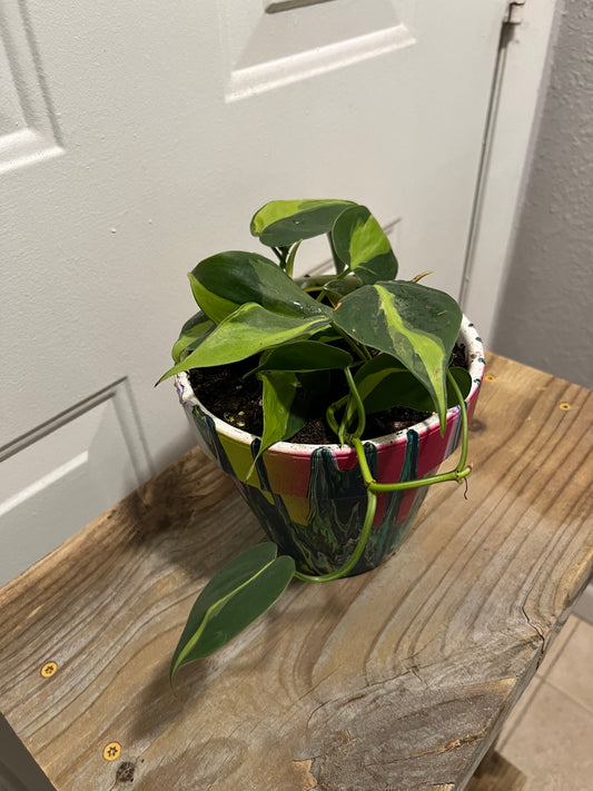 Philodendron Brasil in Painted Terracotta Pot