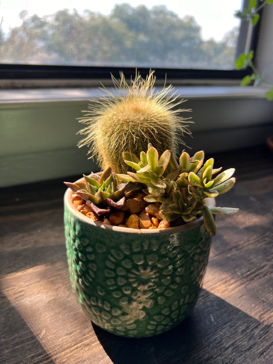 Cactus and succulents in teal pot