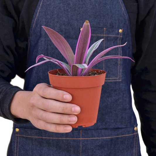 4in Oyster Plant 'Moses in the Cradle'