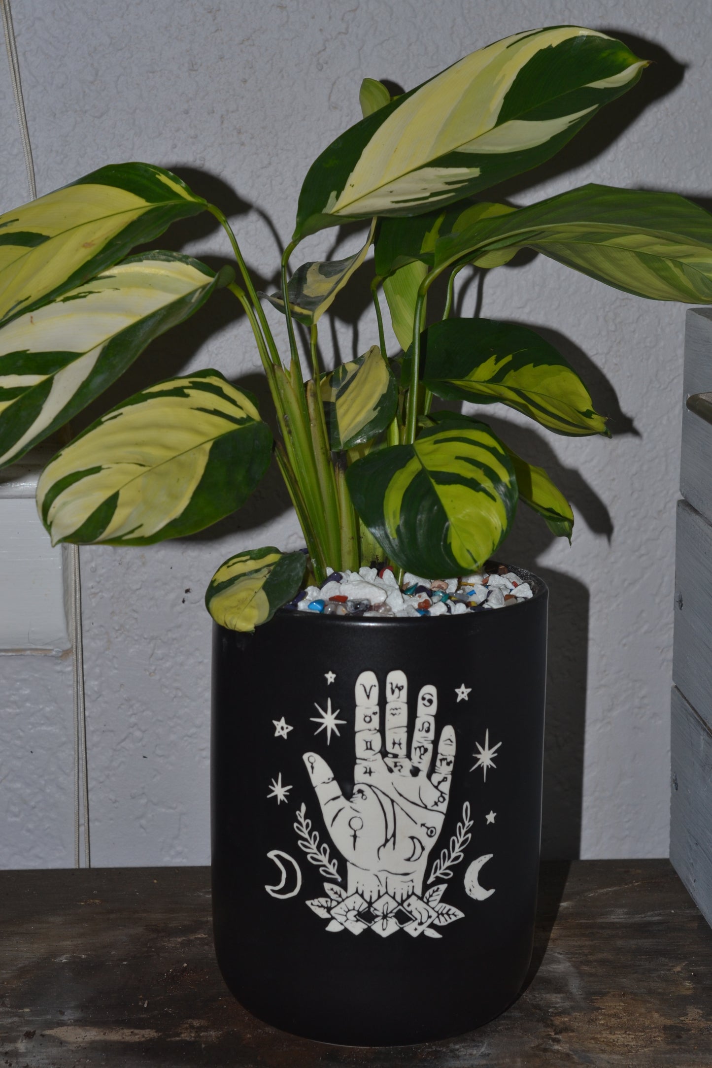 Planted hand pot. Maranta