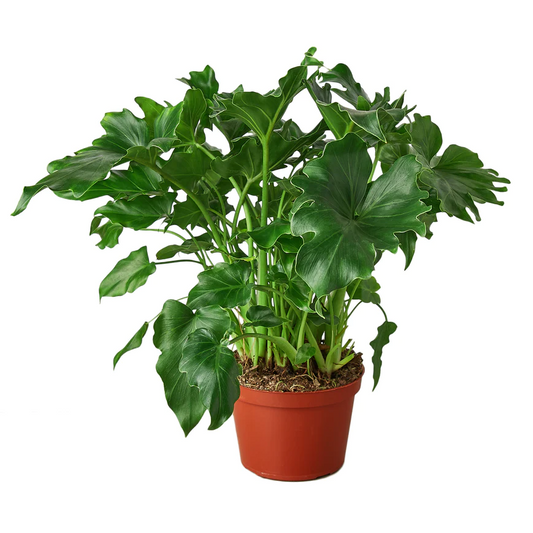 8in Philodendron "Little Hope"