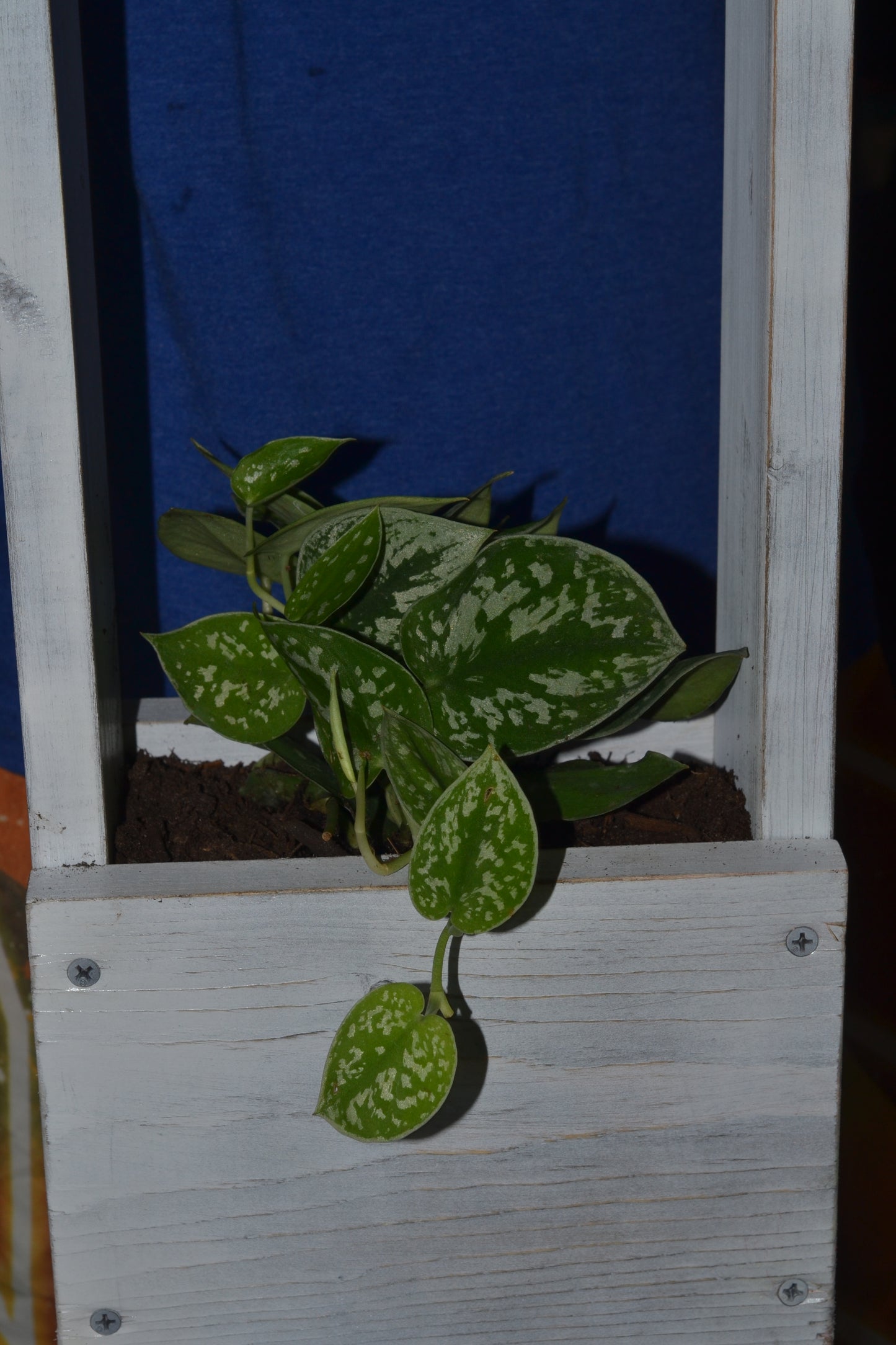 Handmade hanging wooden planter. Satin pothos