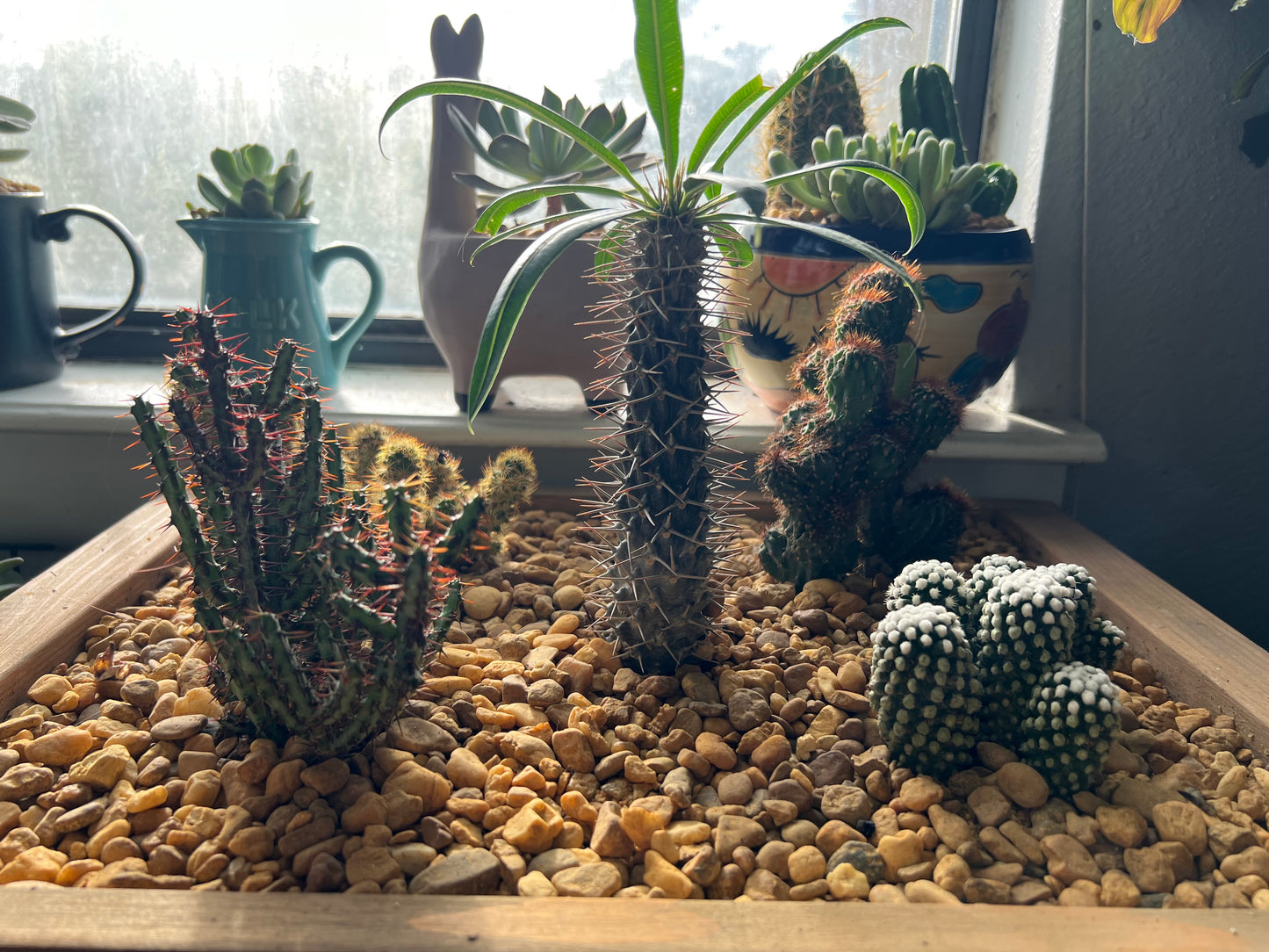 Cacti arrangement in handmade wooden planter box