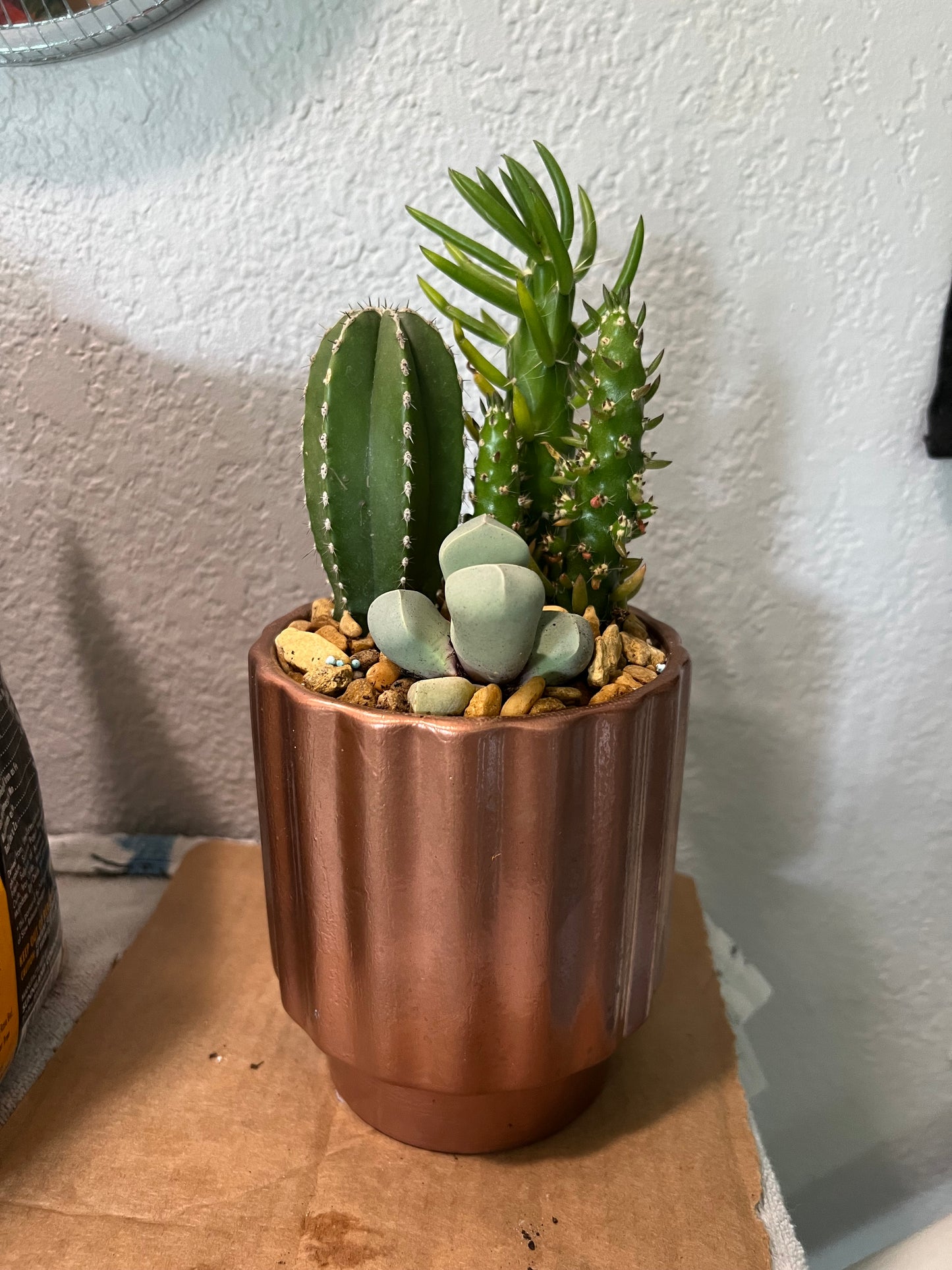 Cacti & succulent arrangement in copper pot