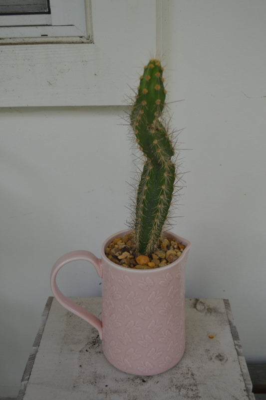 Organ pipe cactus in ceramic butterfly pitcher