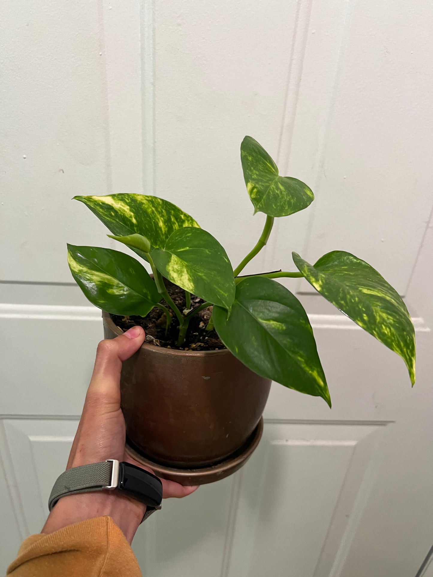 Golden pothos in bronze planter