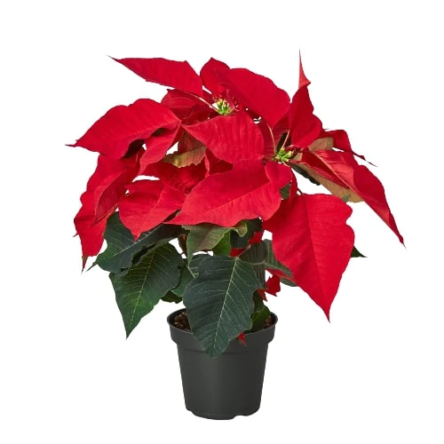 4in Poinsettia "Red"