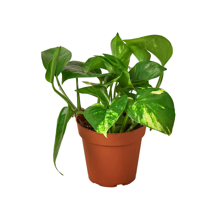 4in Pothos "Golden"