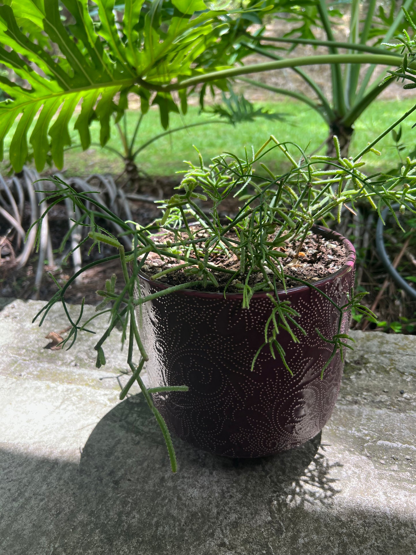 Rhipsalis Cereuscula in red planter