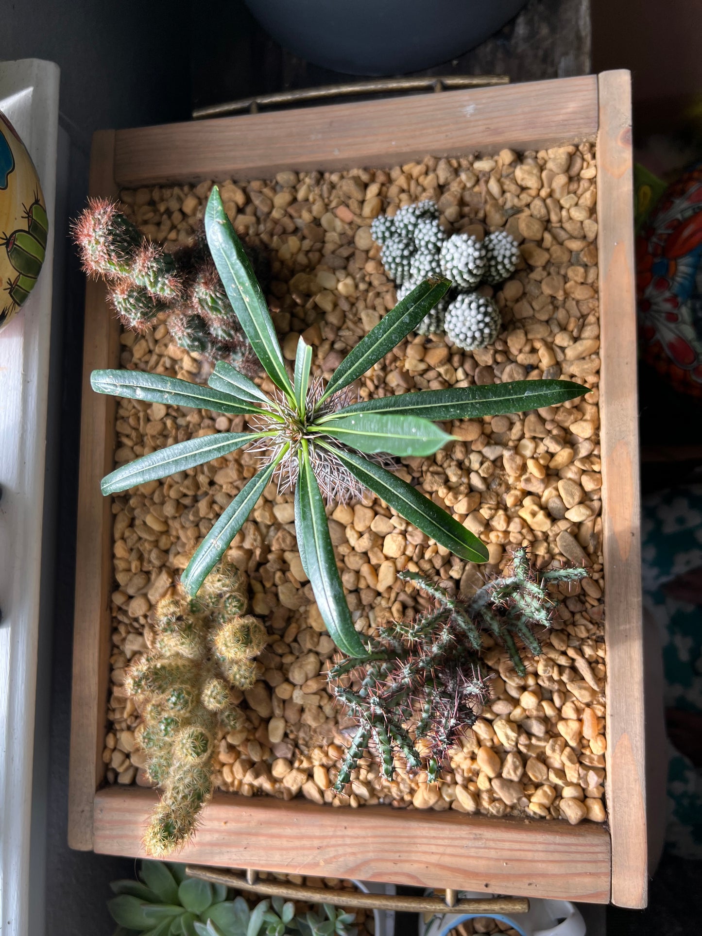 Cacti arrangement in handmade wooden planter box