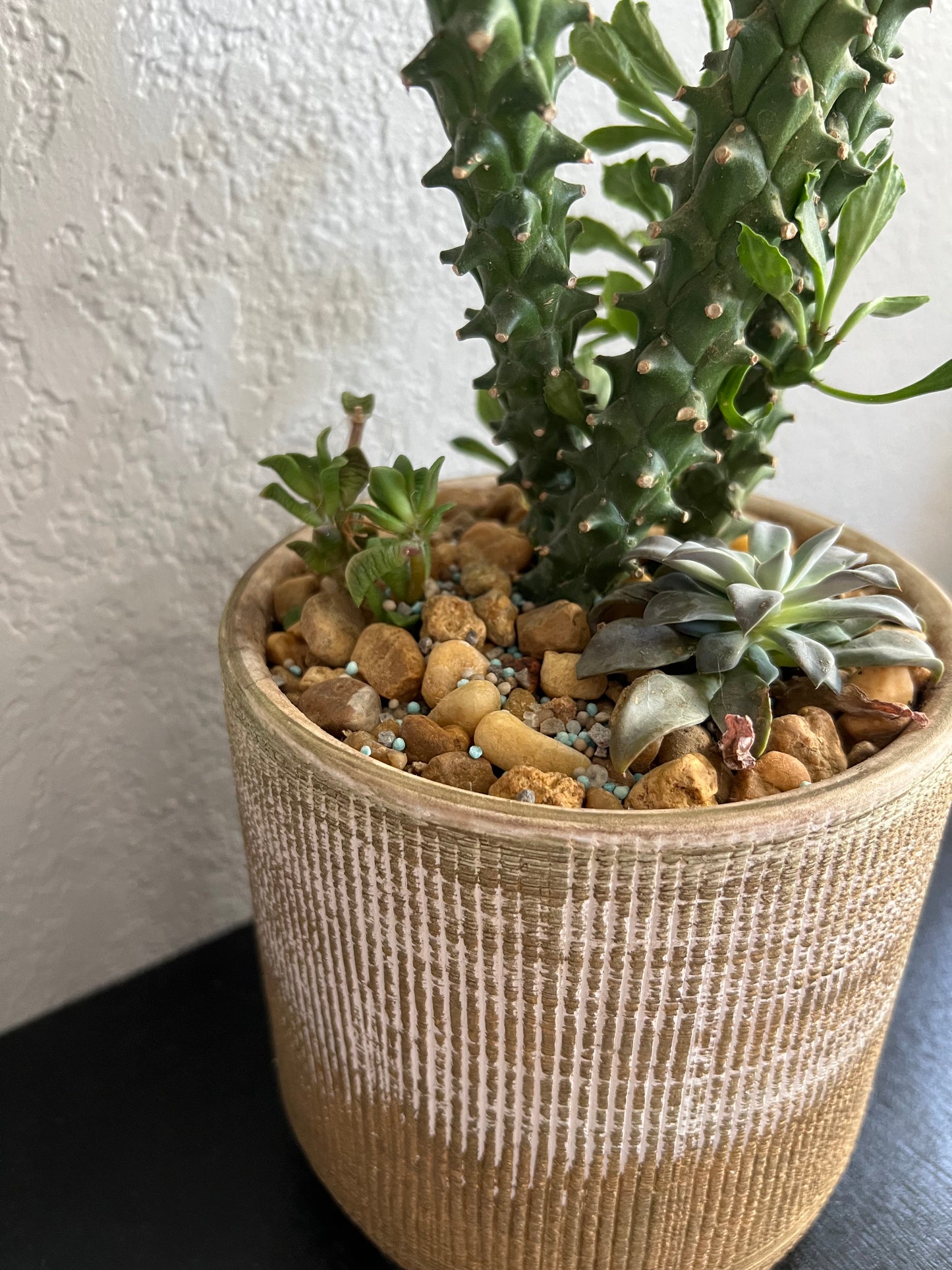 Mixed succulents in gold planter