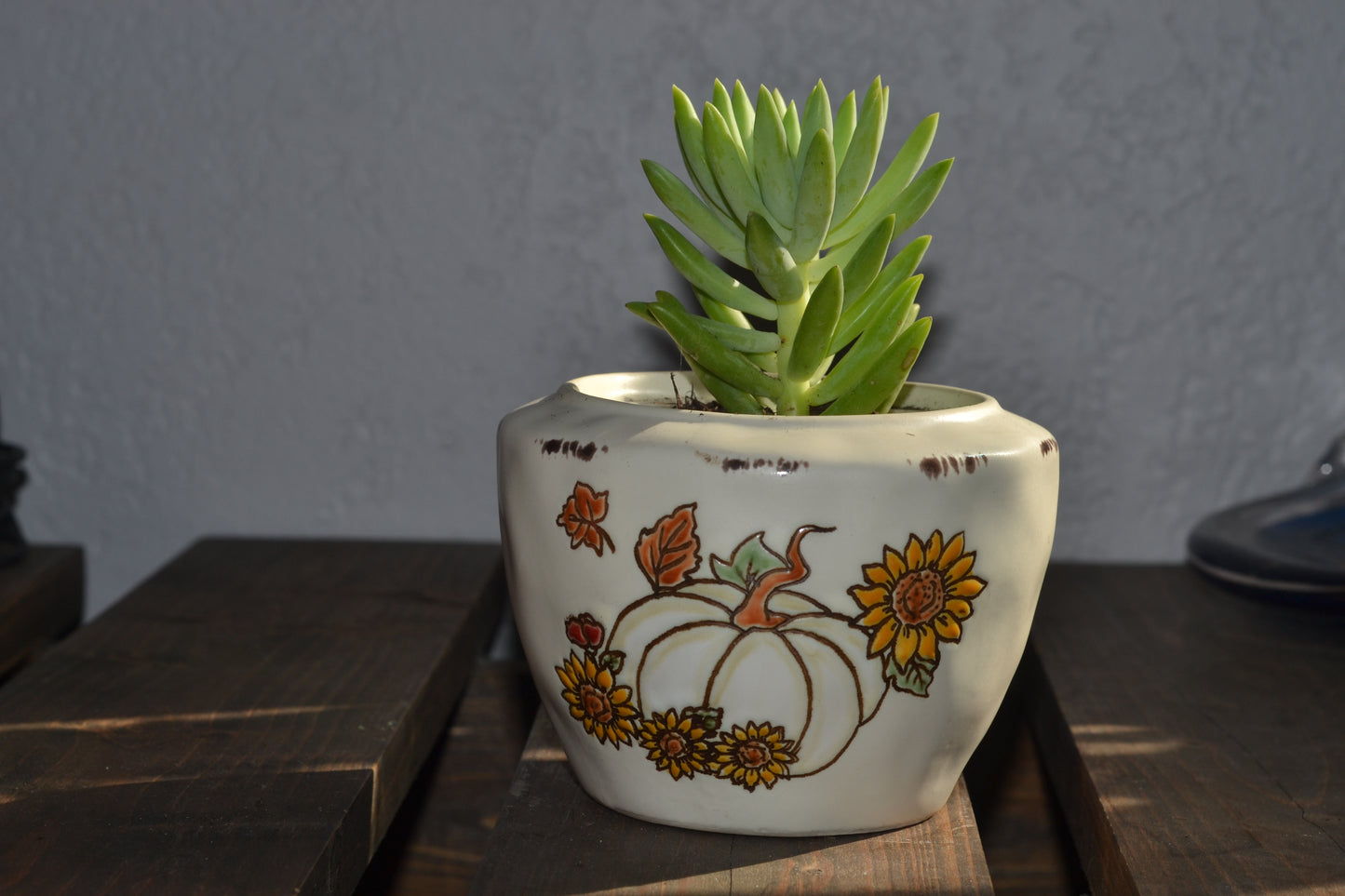 Planted pumpkin bowl. Super donkey tail