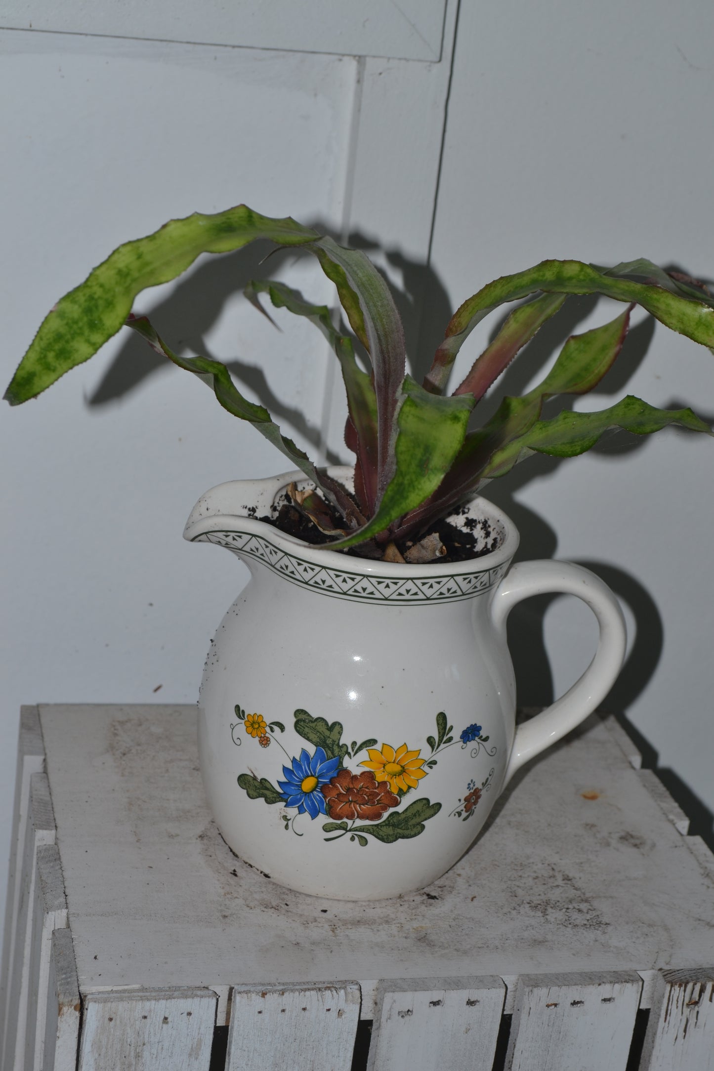 Cryptanthus in ceramic pitcher