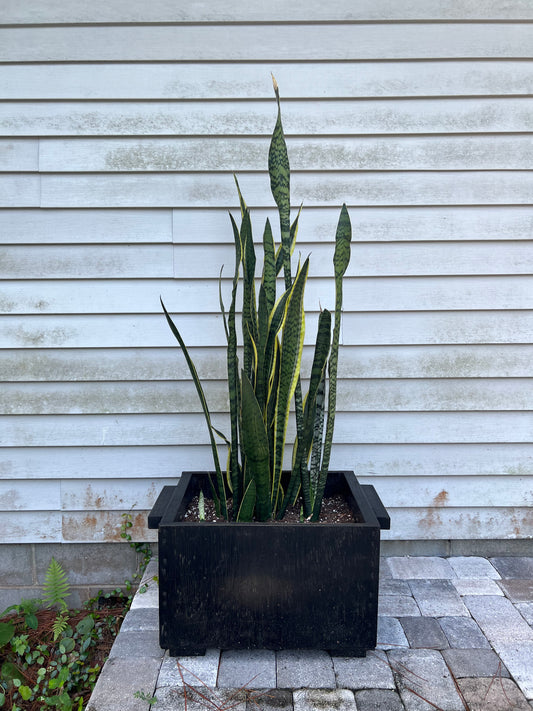 Snake plants in large handmade wooden planter