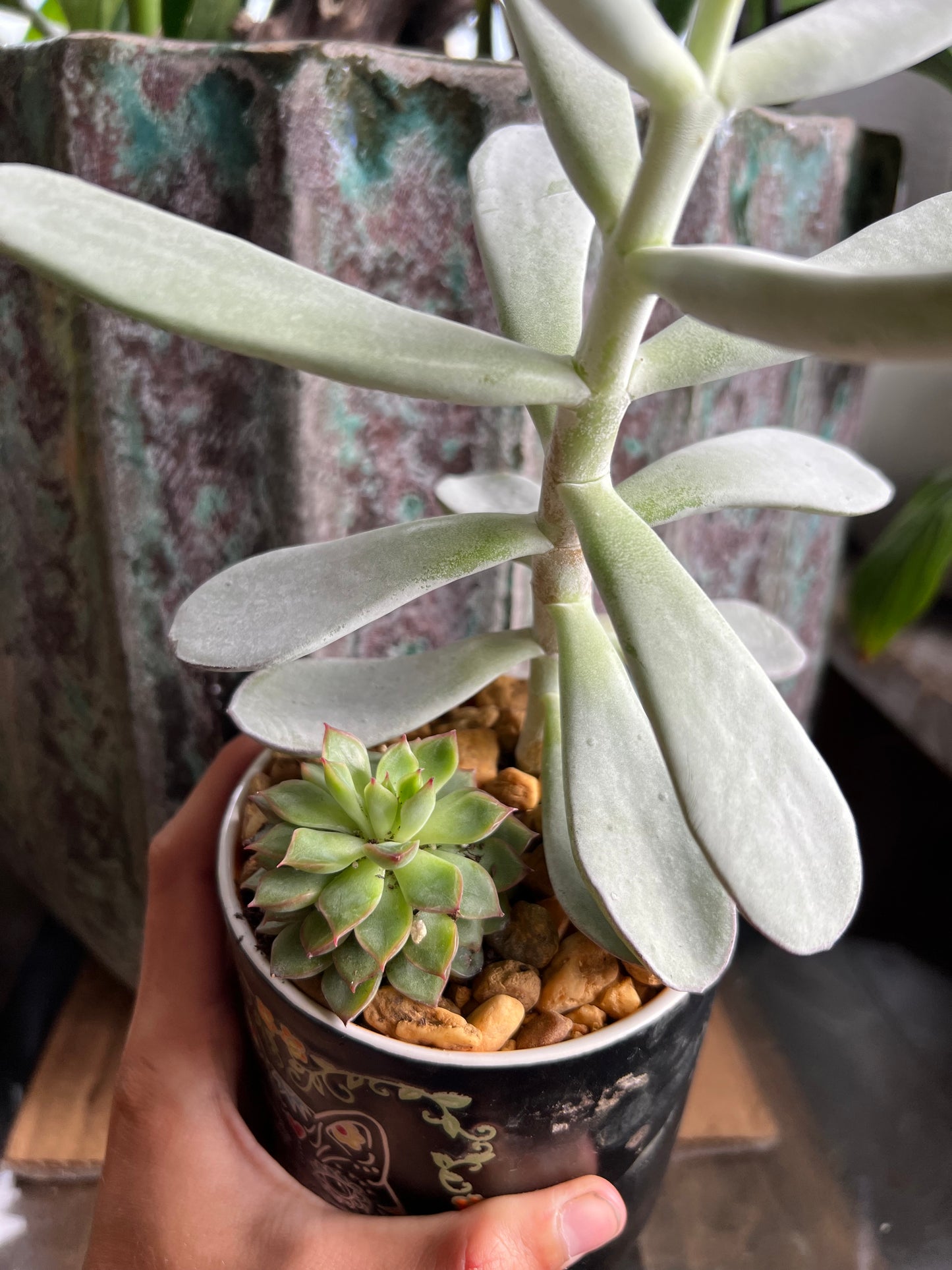 Cotyledon silver peak & echeveria