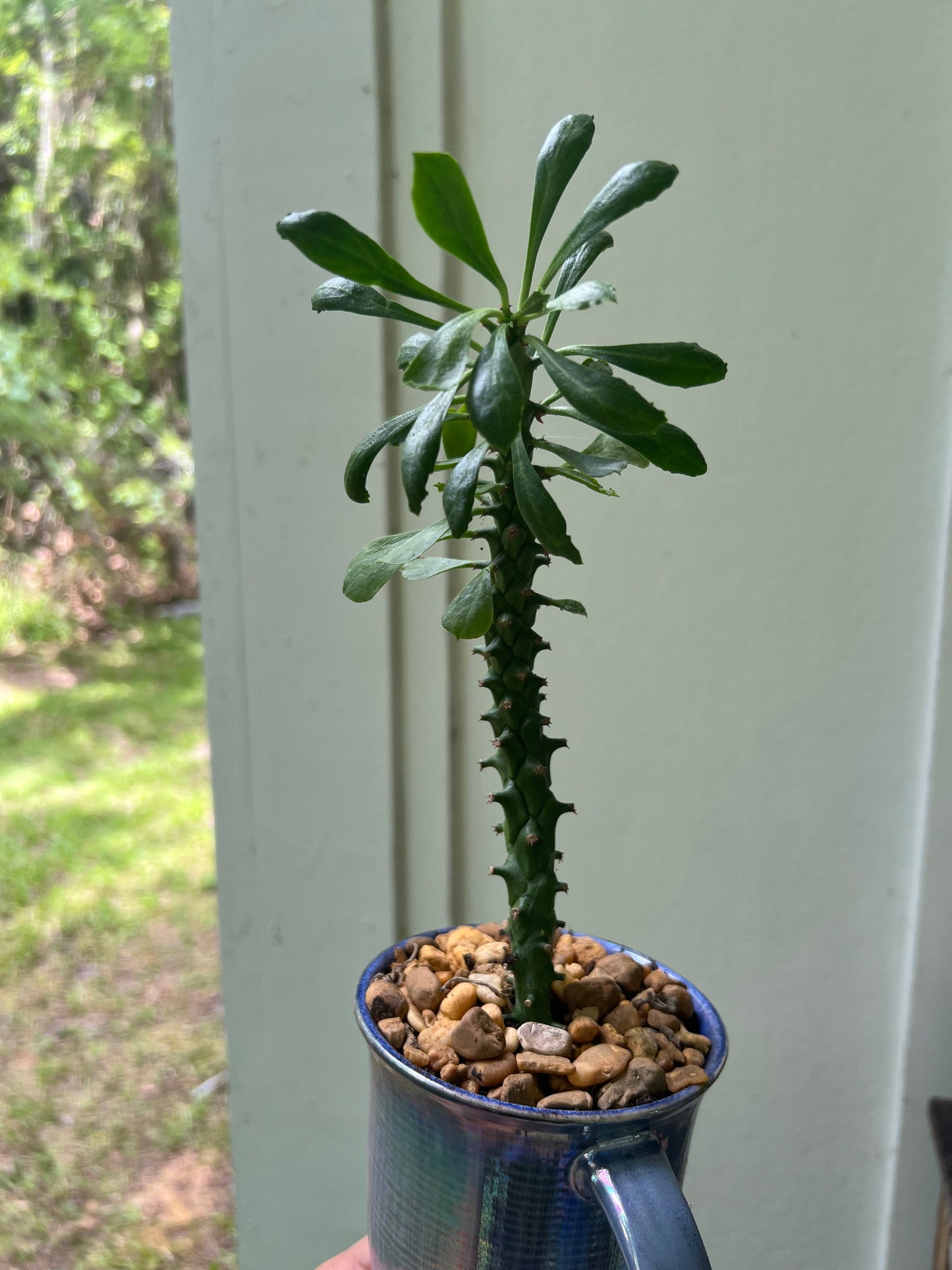 Euphorbia ritcheii in blue ceramic mug