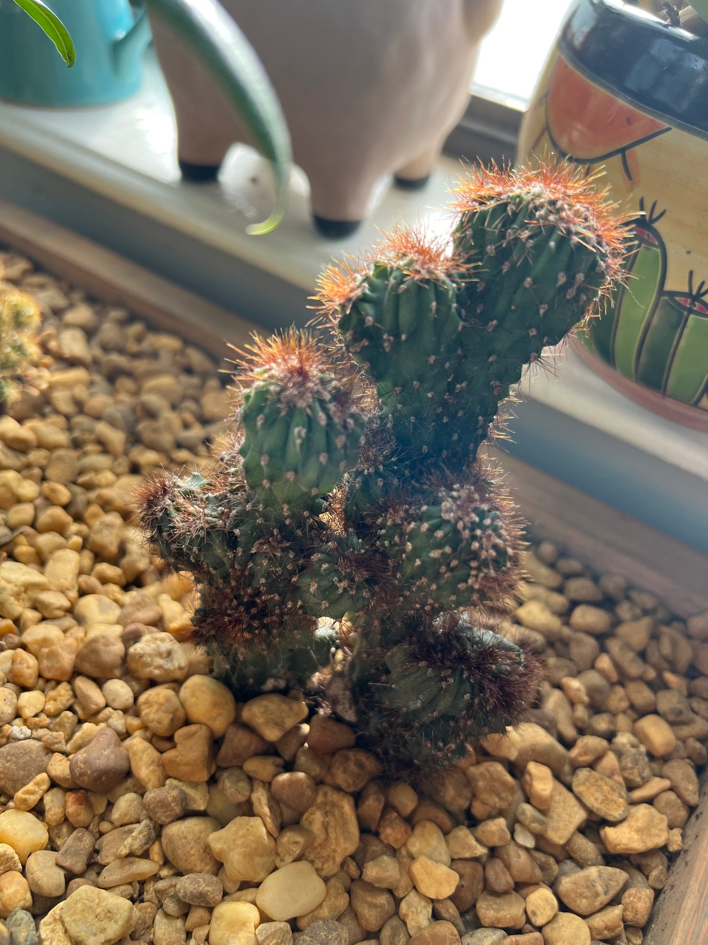 Cacti arrangement in handmade wooden planter box