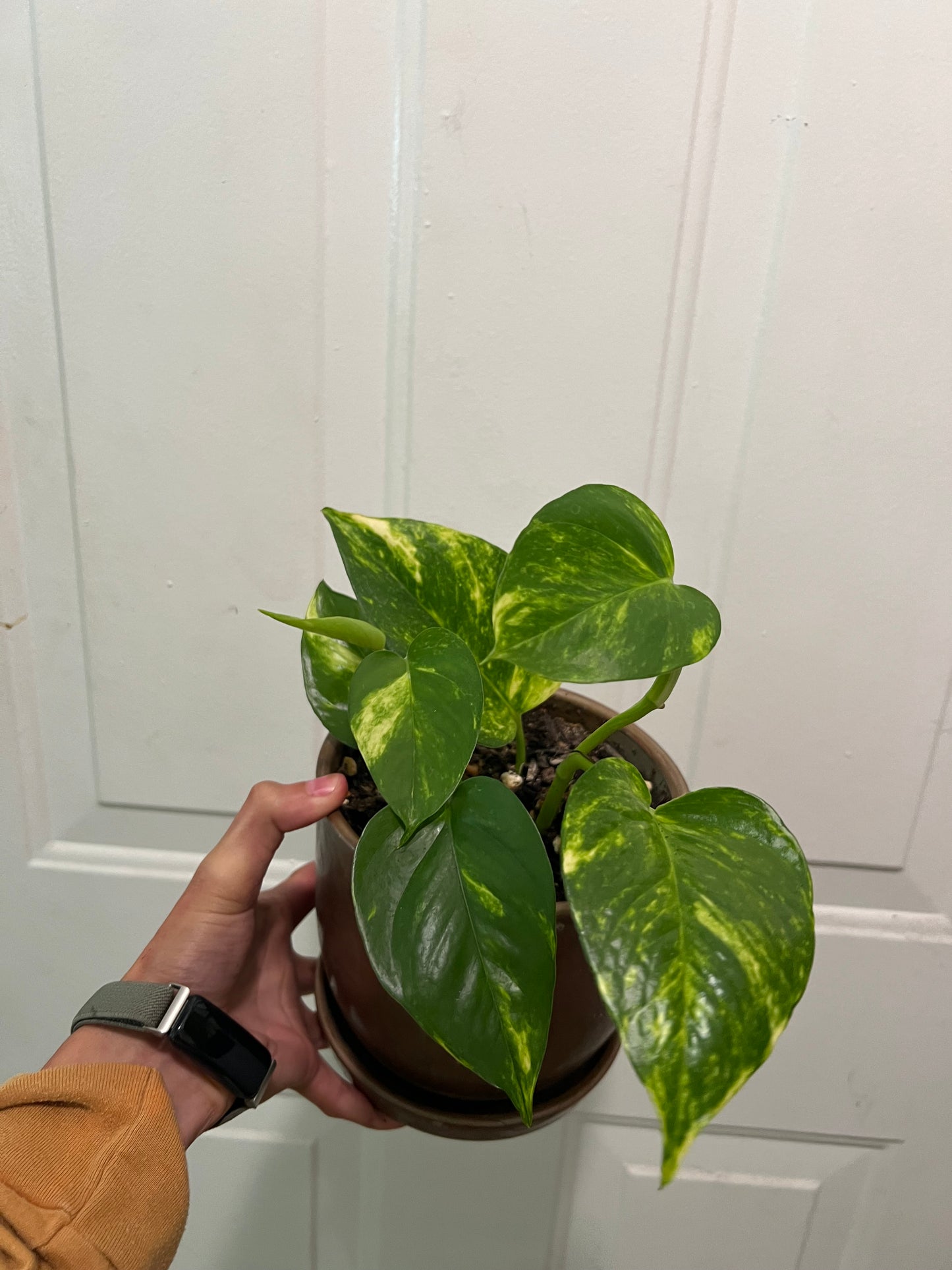 Golden pothos in bronze planter