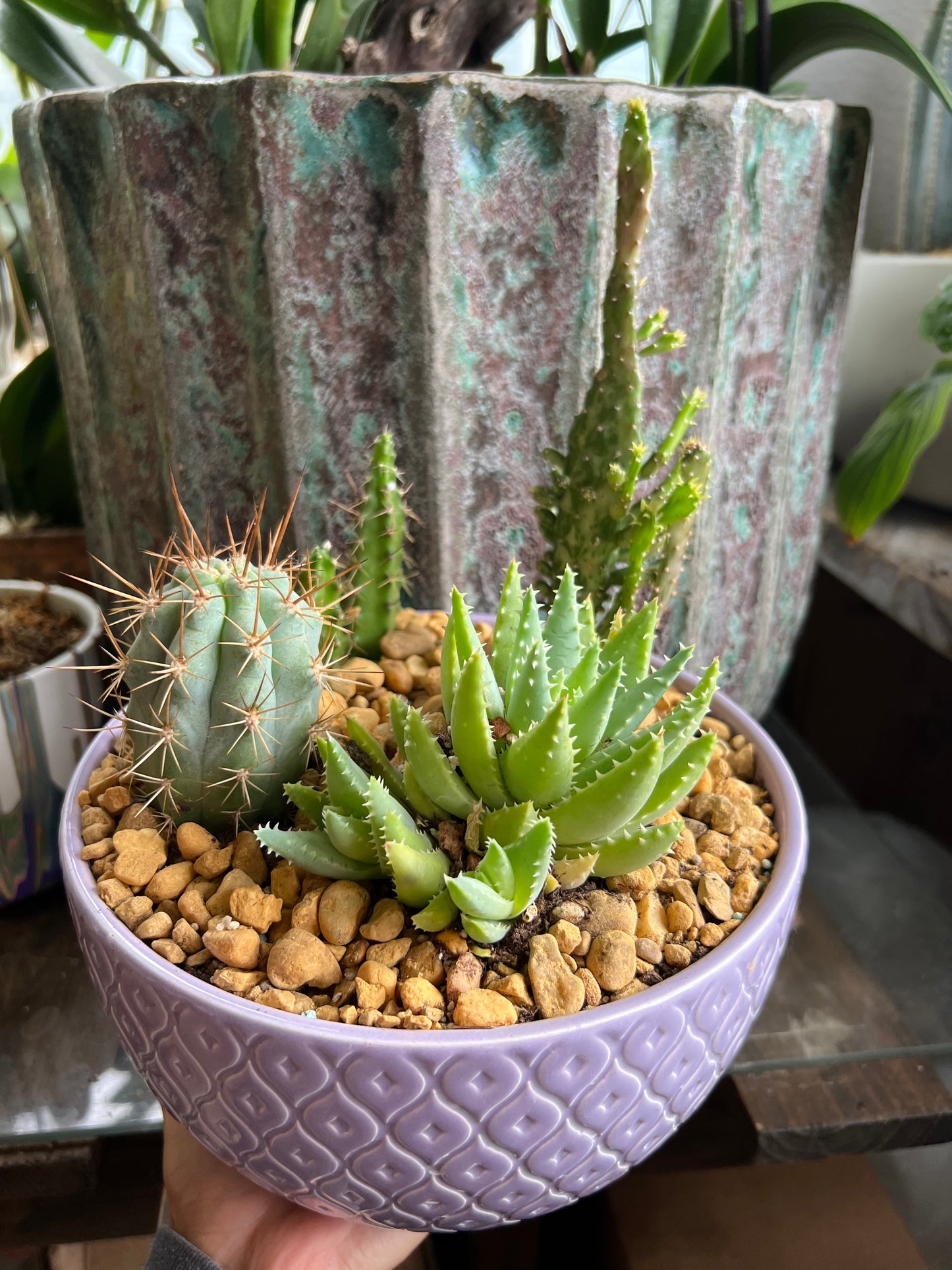 Tooth pick cactus, variegated mini Opuntia, Echinocereus Pentalophus, and Aloe Brevifolia