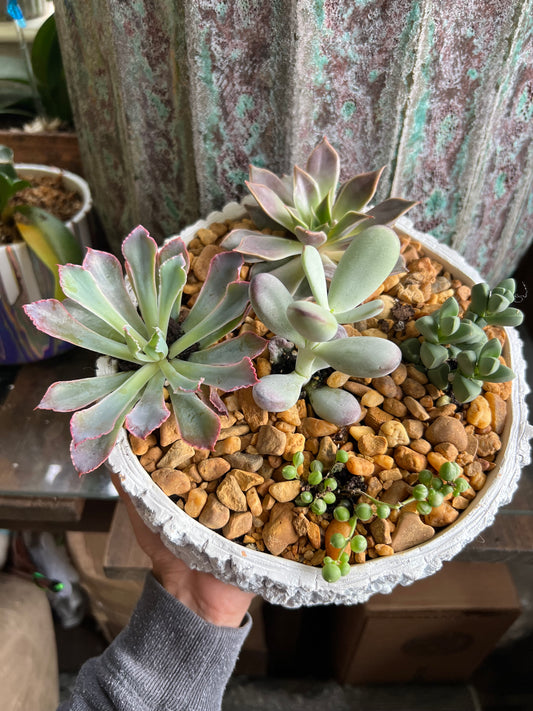 Succulent stump planter