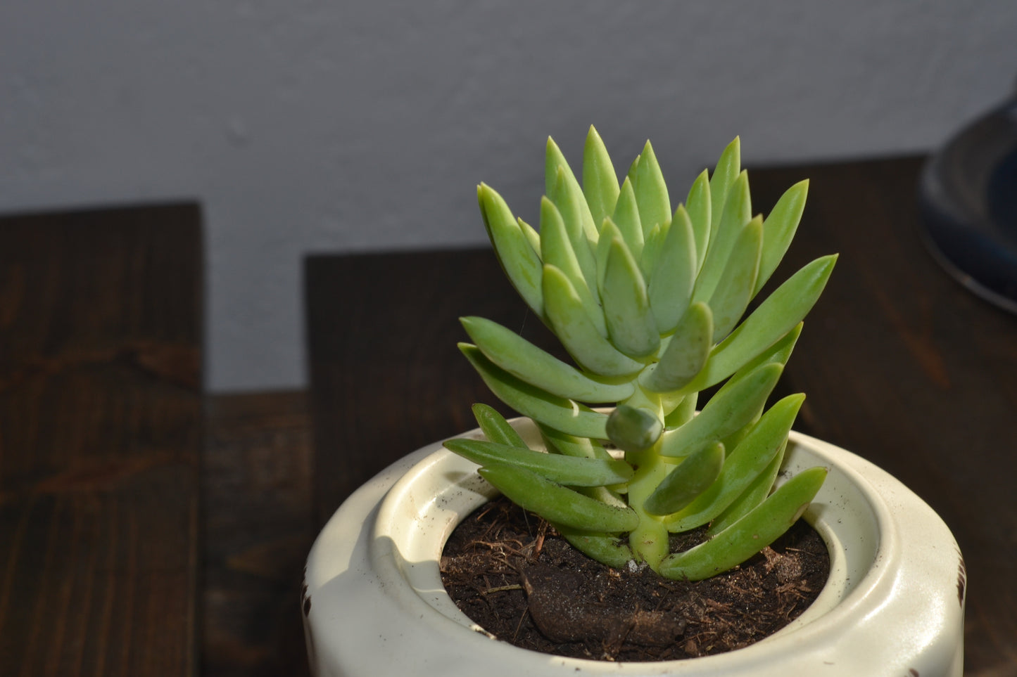 Planted pumpkin bowl. Super donkey tail