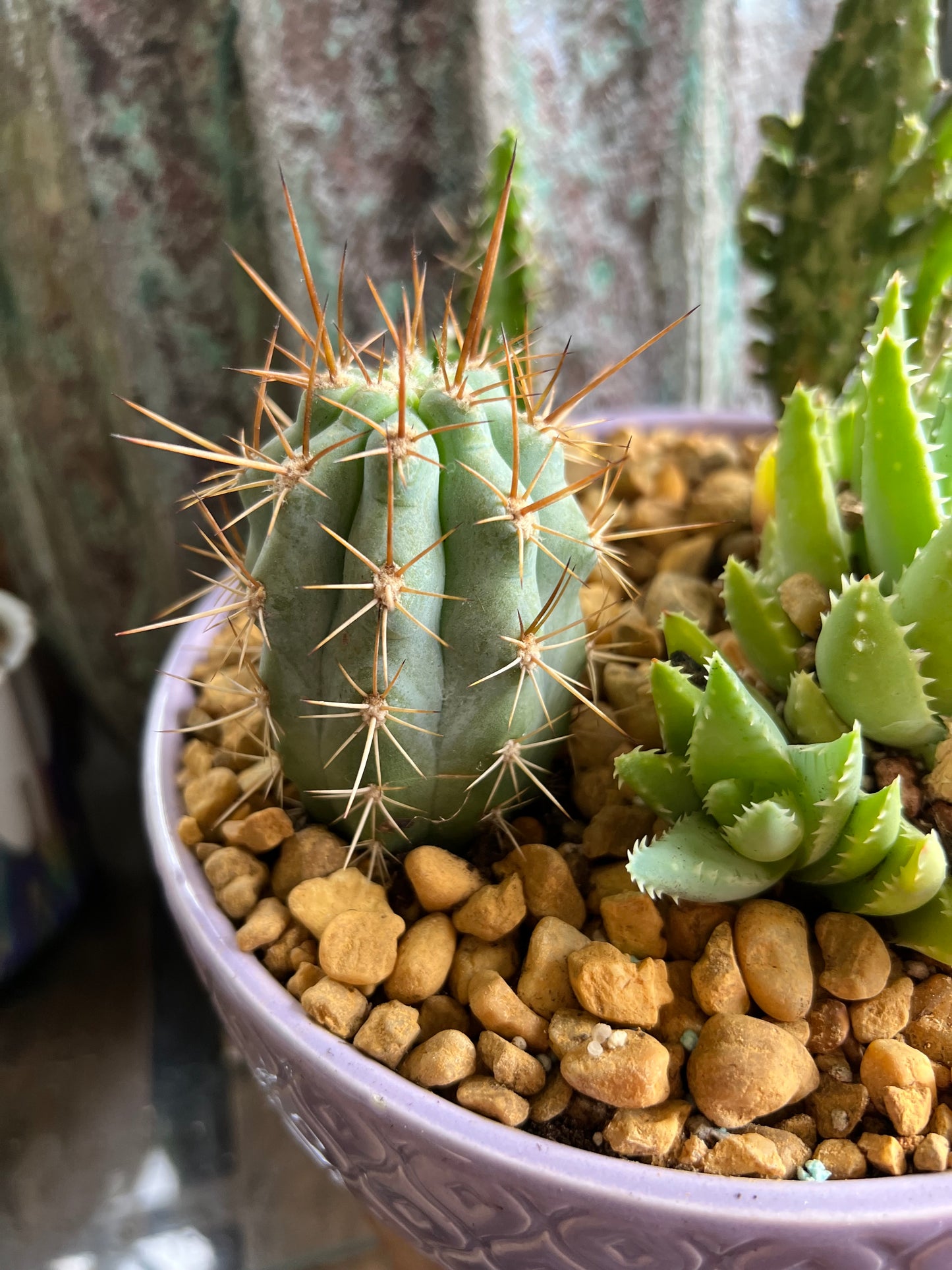 Tooth pick cactus, variegated mini Opuntia, Echinocereus Pentalophus, and Aloe Brevifolia