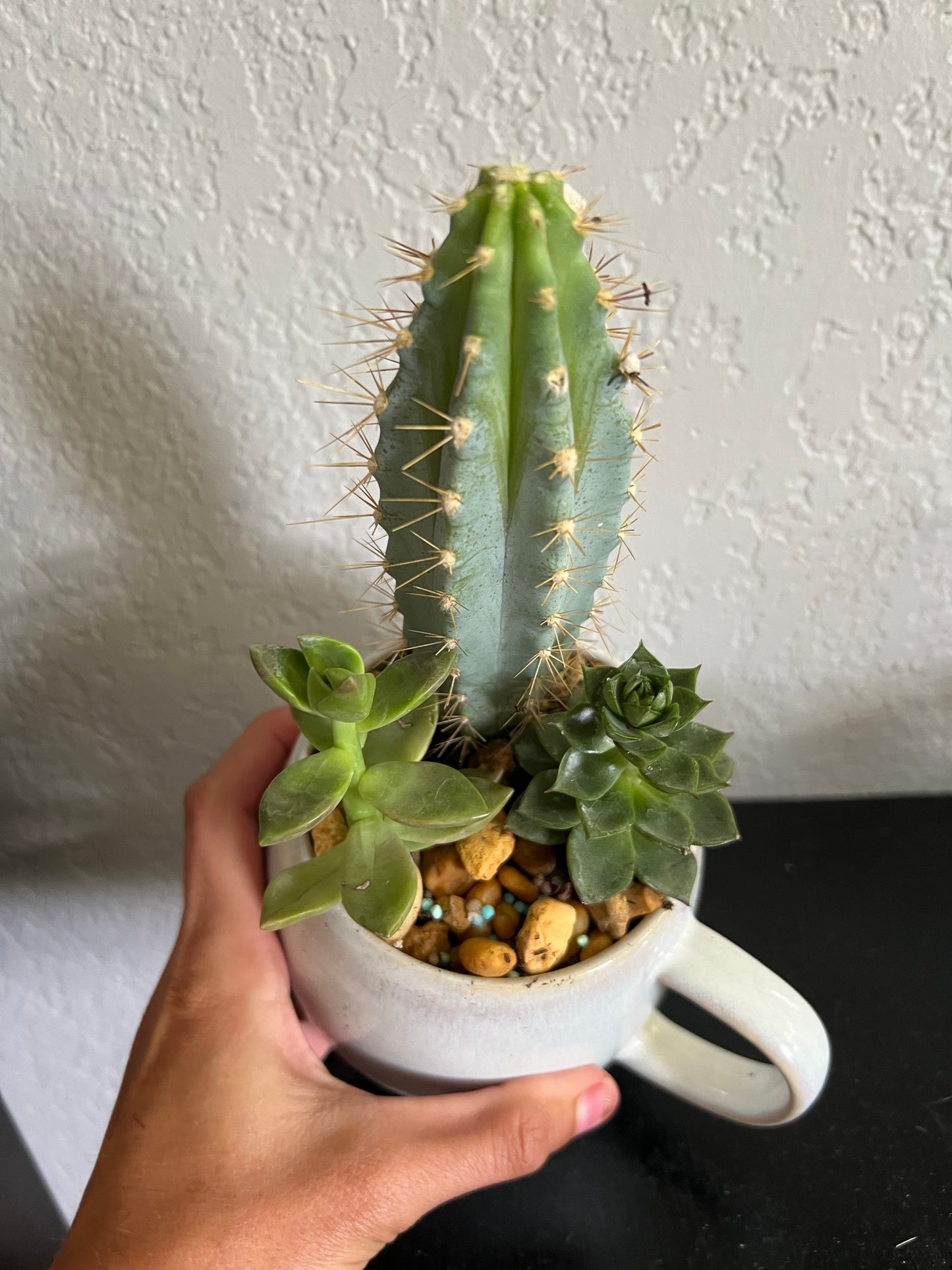 Planted Tea Cup. Mixed Succulents