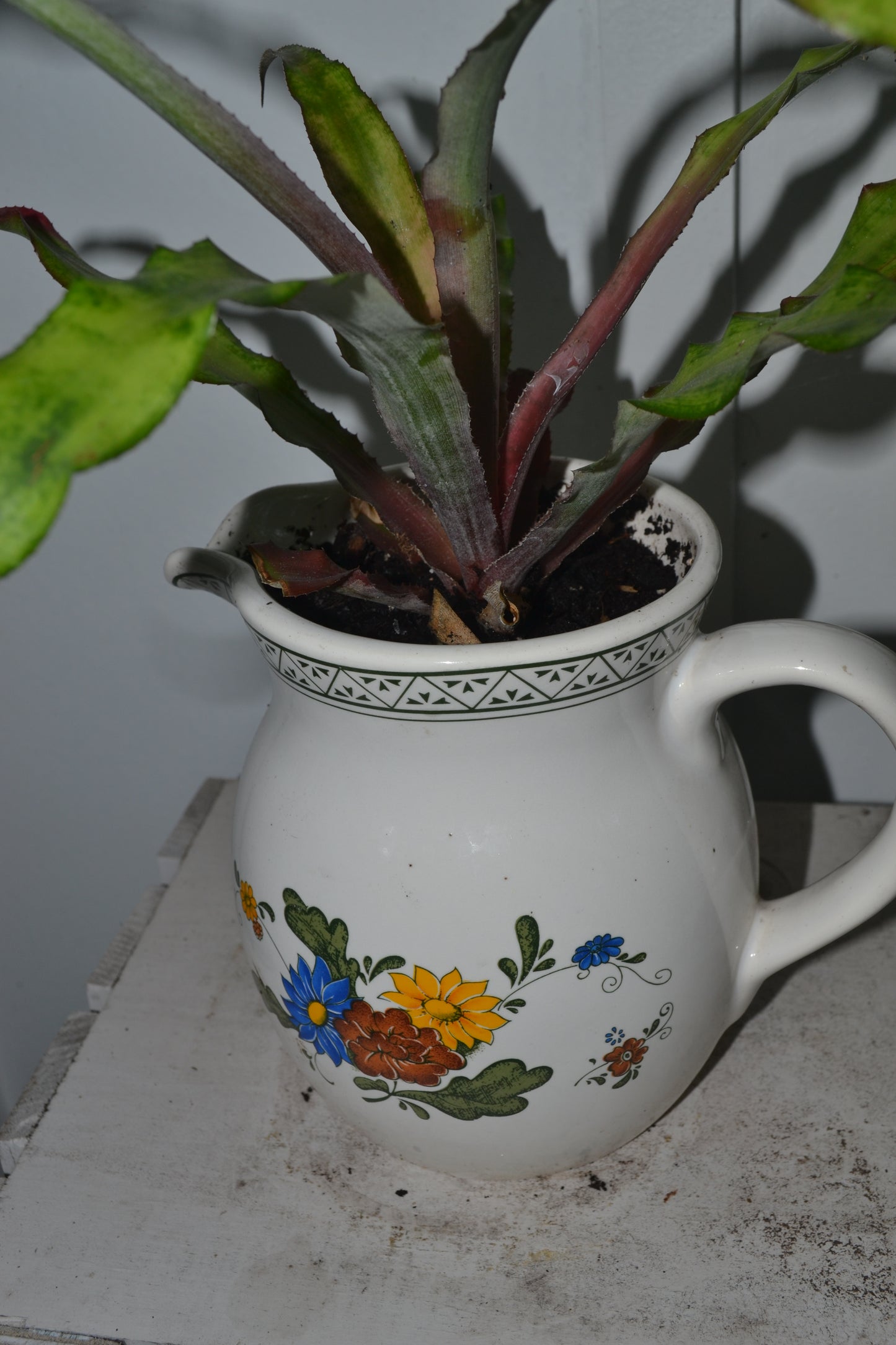 Cryptanthus in ceramic pitcher