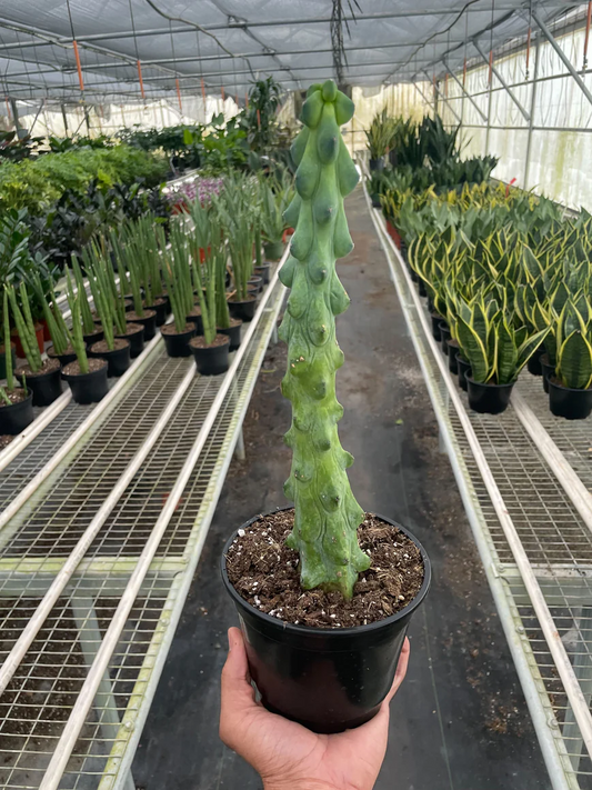 6in Cactus "Boobie"