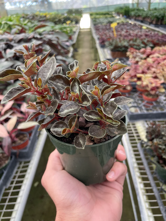 4in Peperomia "Metallica"