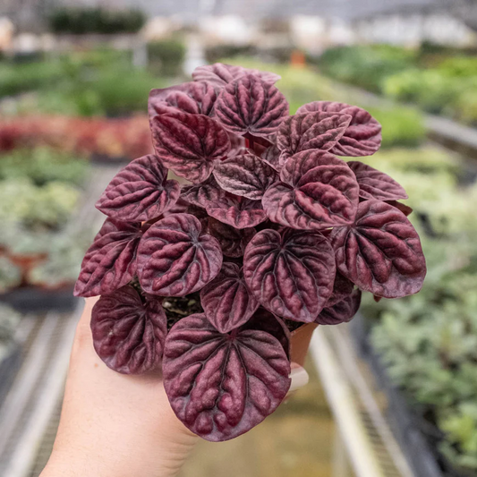 4in Peperomia "Ripple Red"