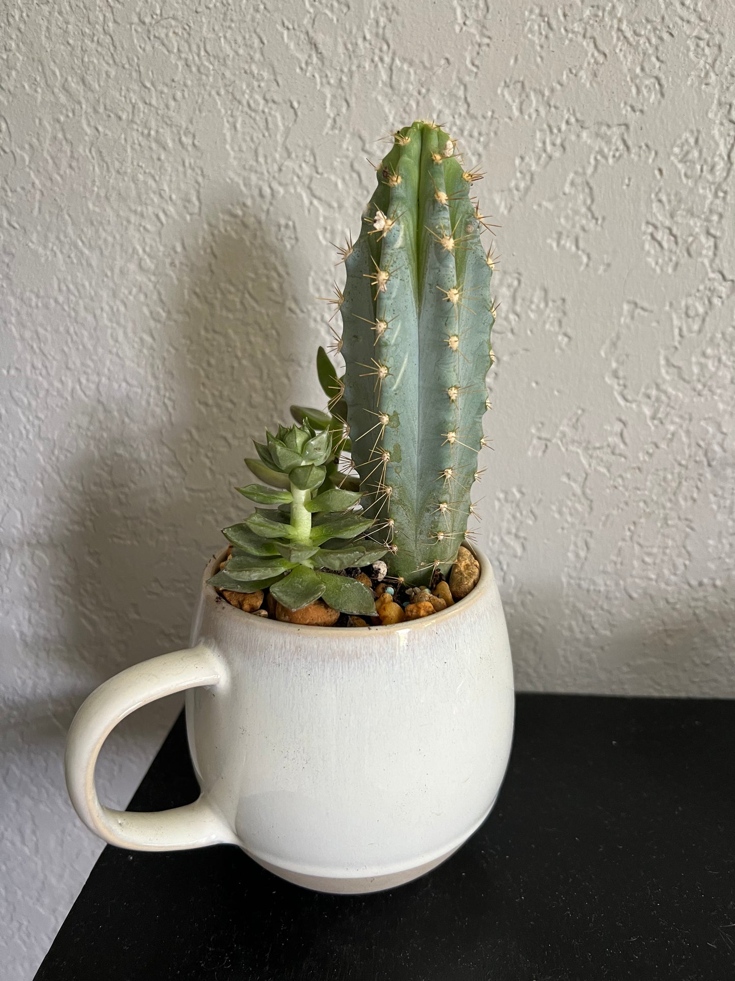 Planted Tea Cup. Mixed Succulents