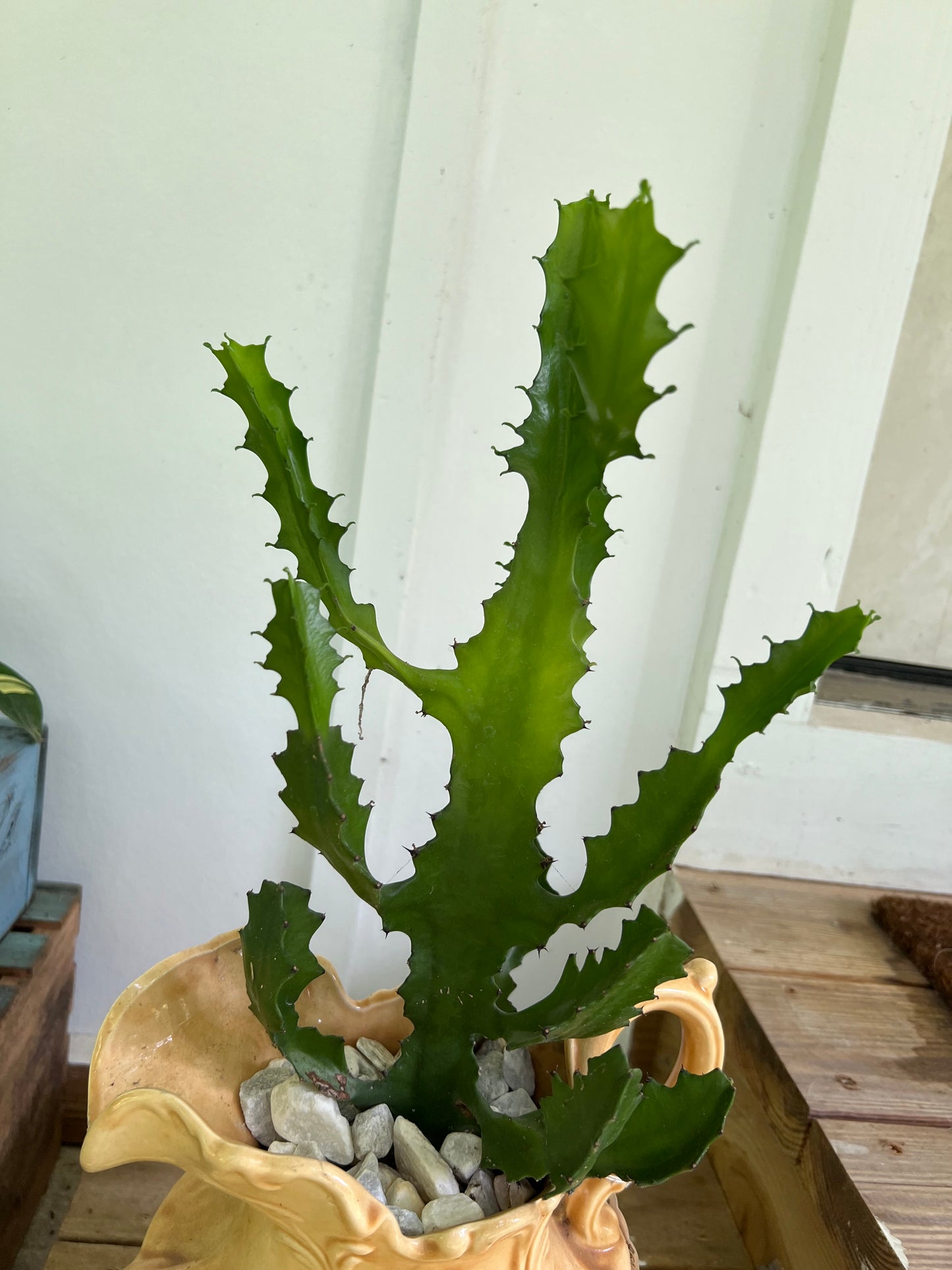 Large candelabra cactus in vintage pitcher