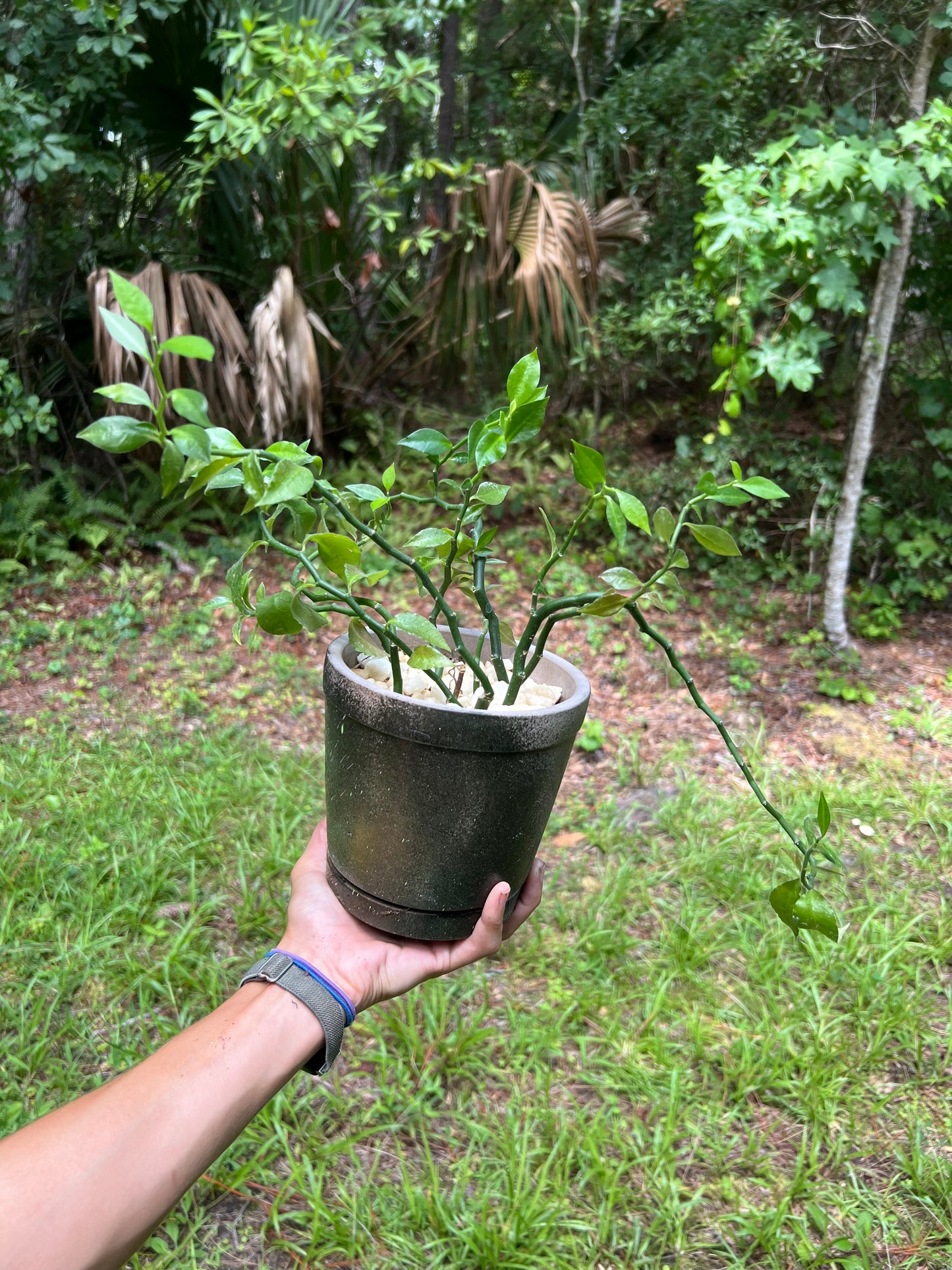 Devil’s backbone in concrete planter