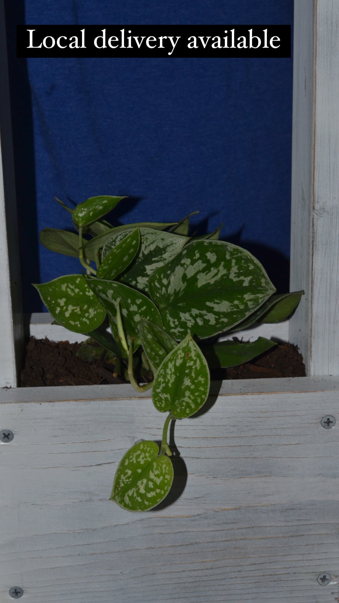 Handmade hanging wooden planter. Satin pothos