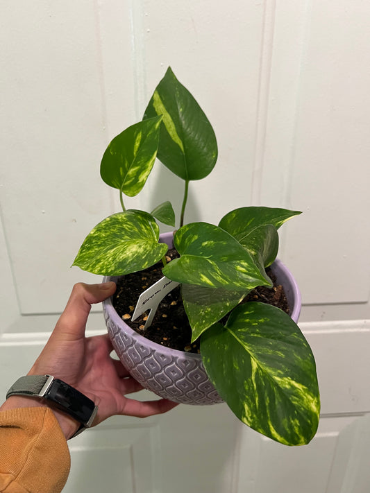 Golden pothos in ceramic bowl