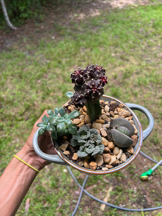 Moon cactus and mixed succulents