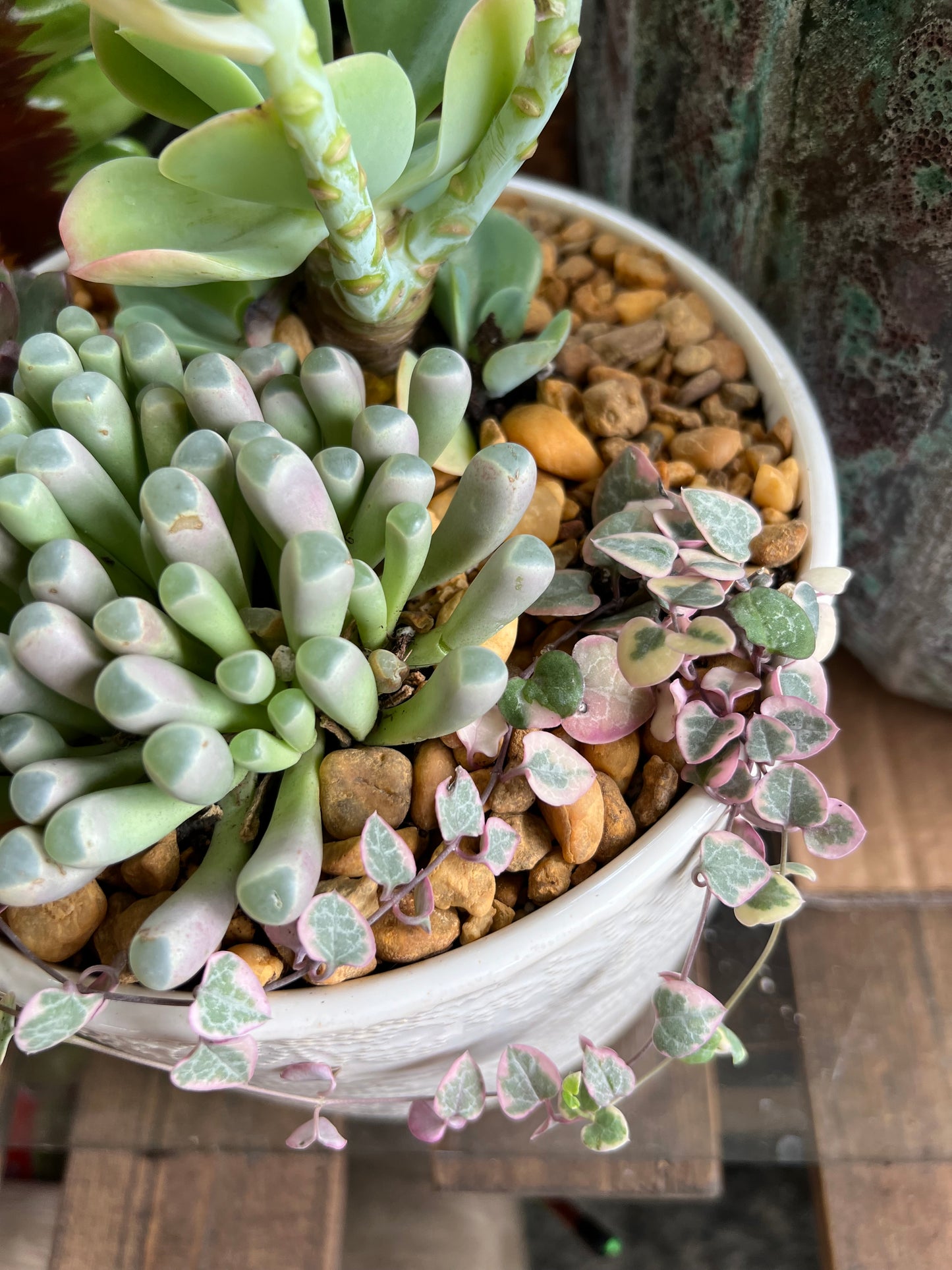 Mixed succulents in white ceramic pot