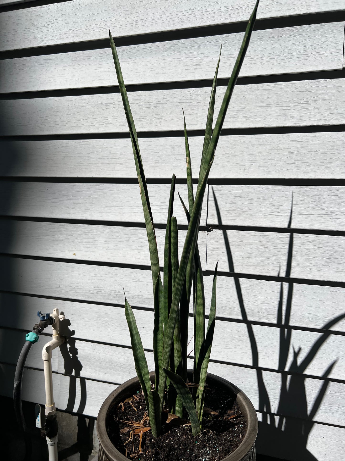 Fernwood Snake Plant