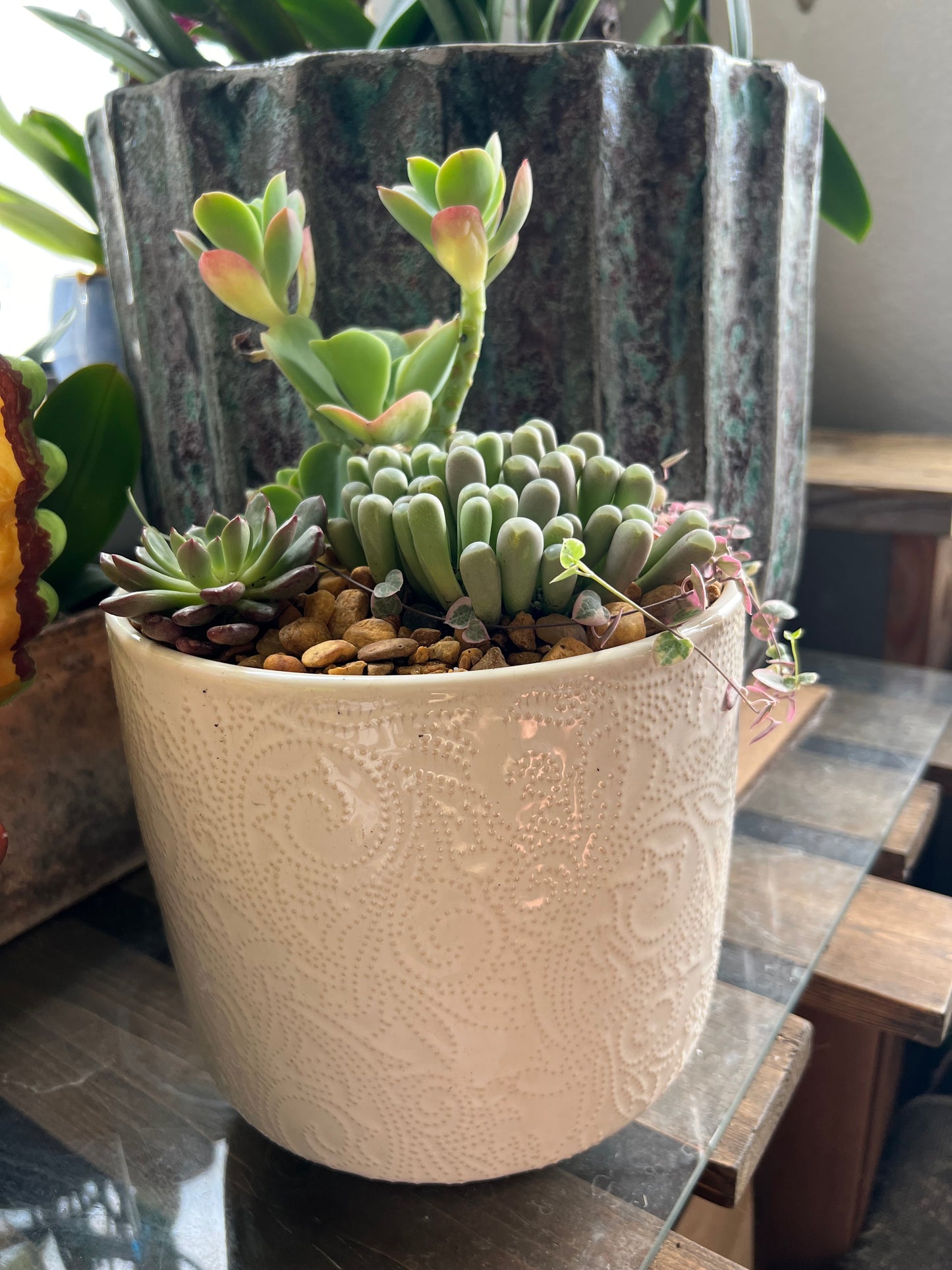 Mixed succulents in white ceramic pot