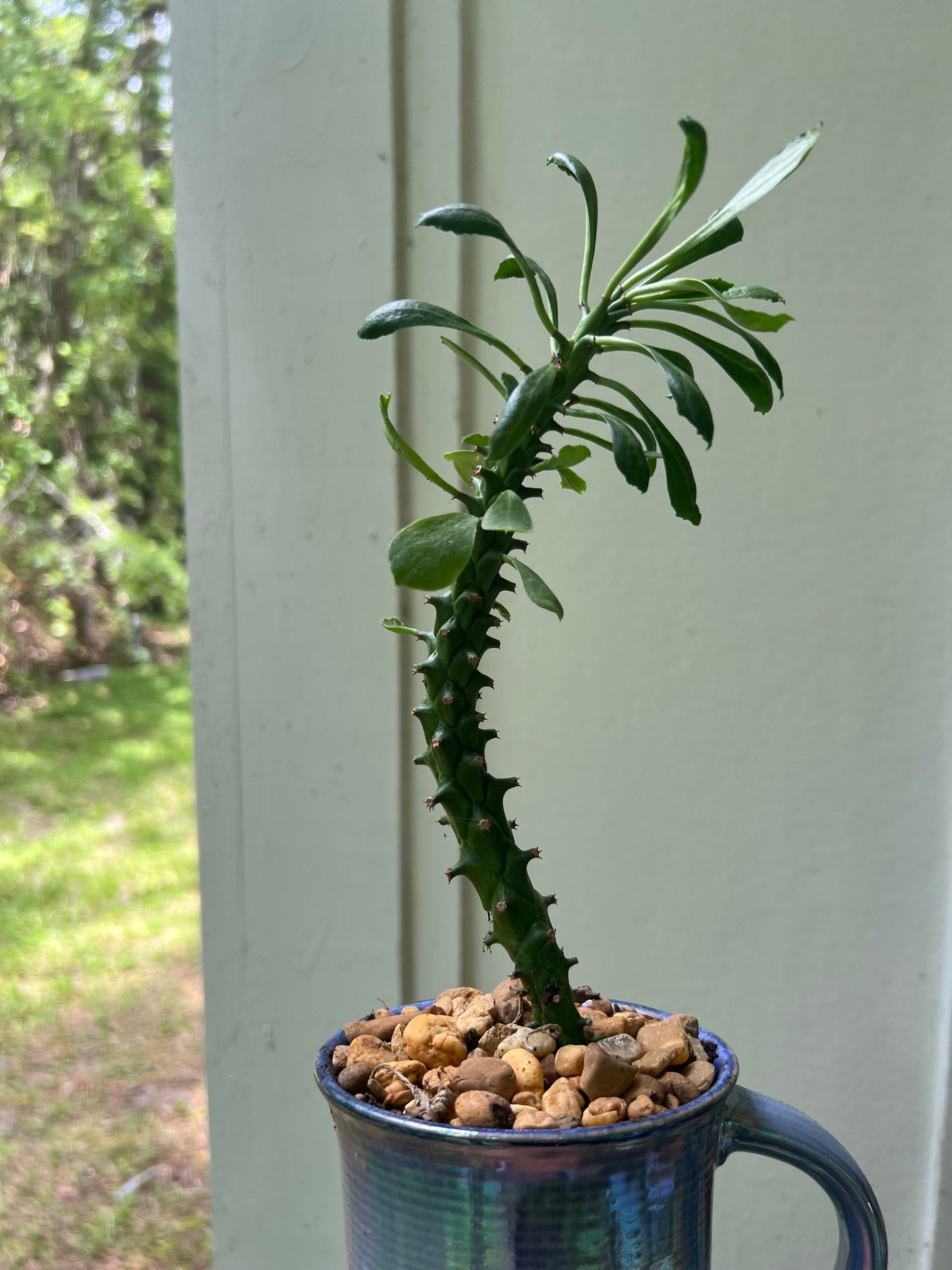 Euphorbia ritcheii in blue ceramic mug