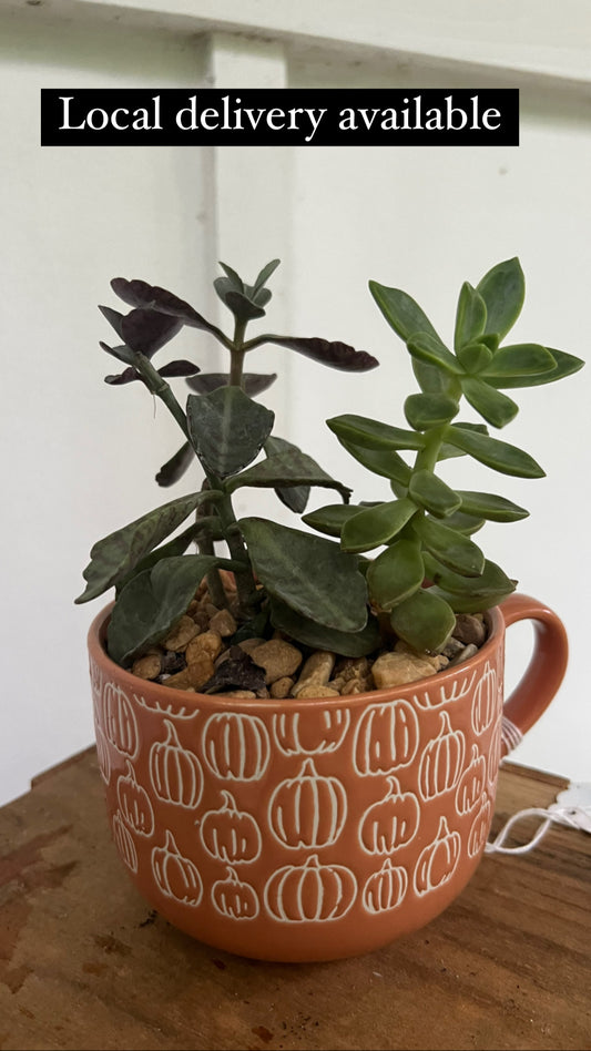 Pumpkin Mug Planter. Penwiper plant & stonecrop