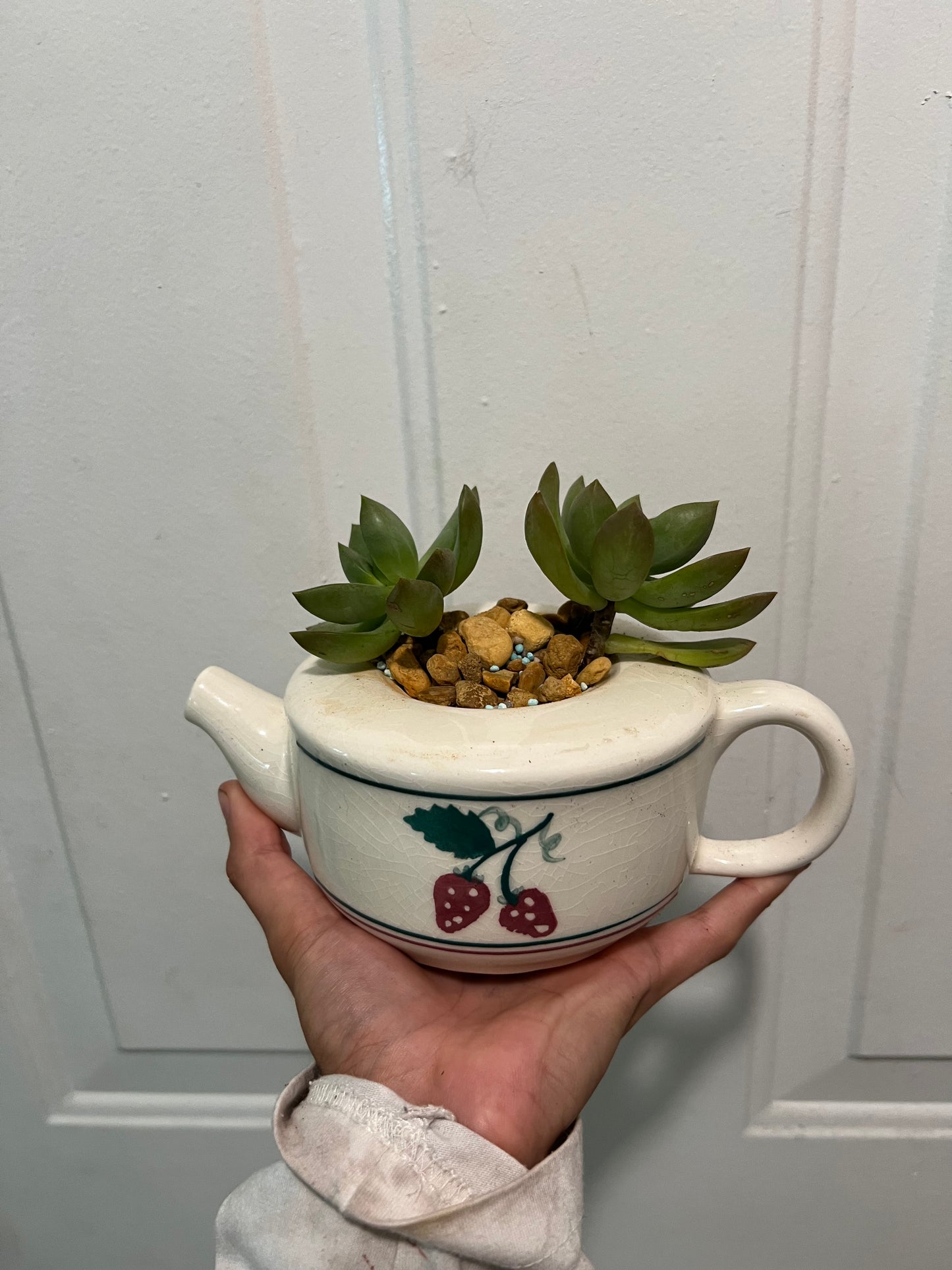 Sedum in vintage teapot