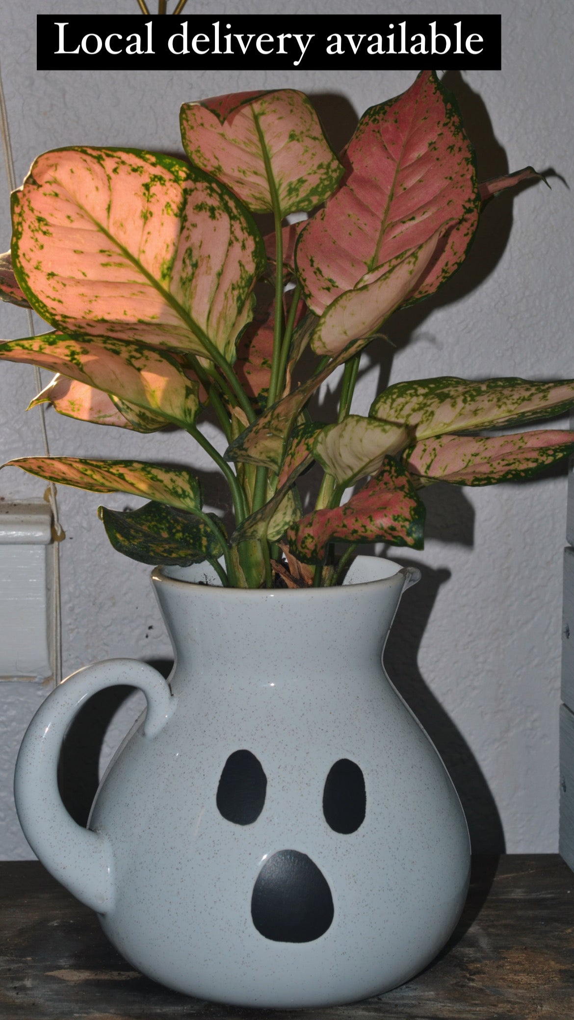 Planted ghost pitcher. Chinese Evergreen “lady valentine”