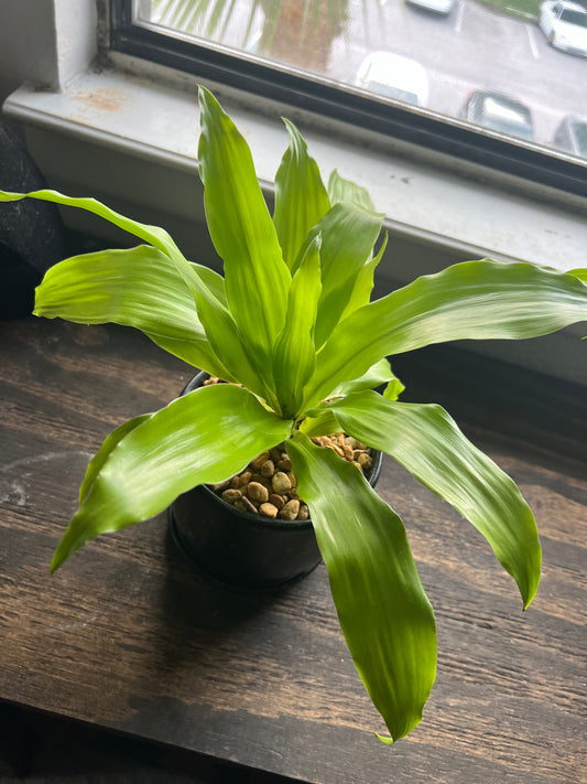 Limelight Dracaena in ceramic pot