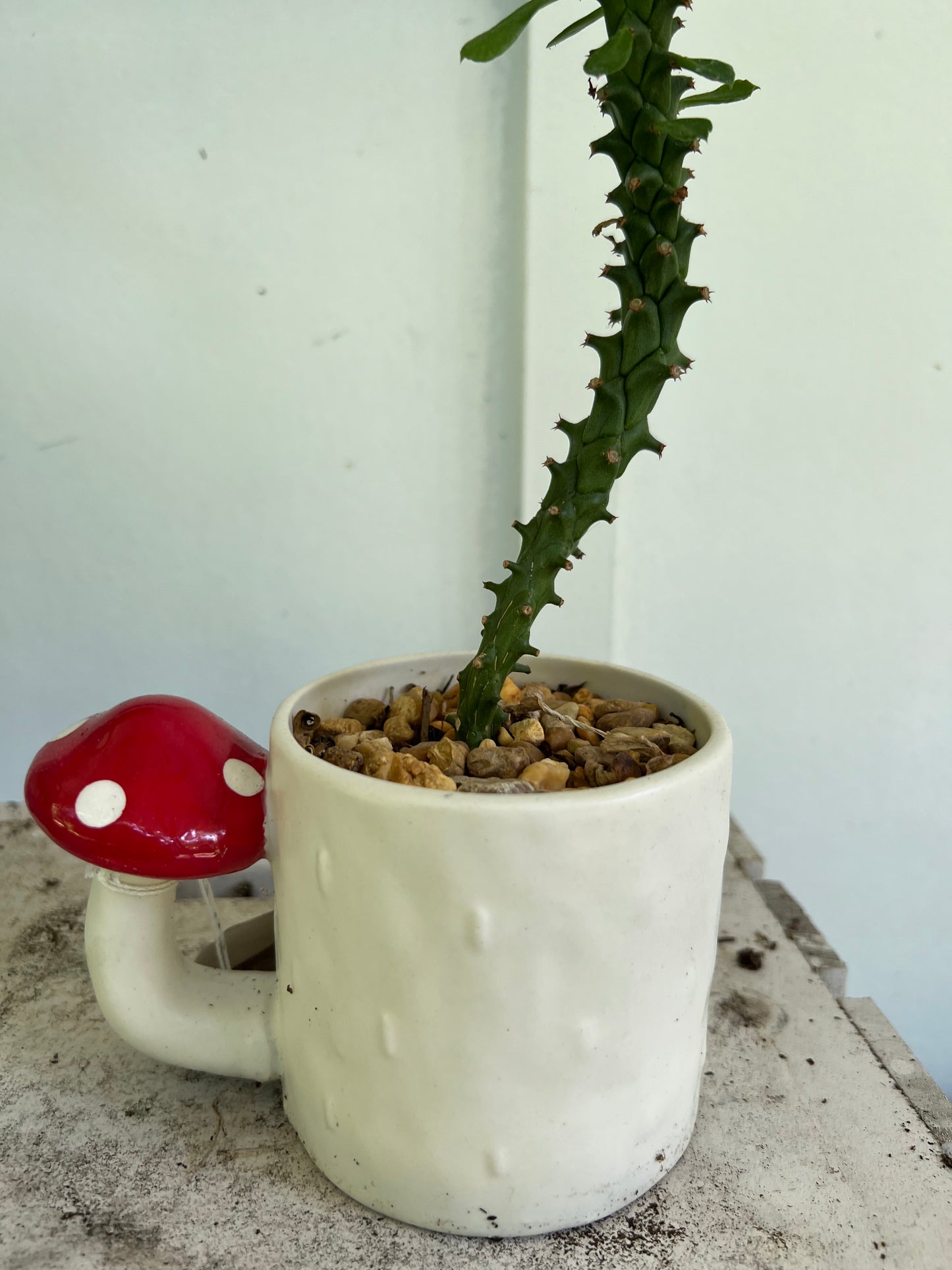 Planted Mushroom mug. Euphorbia Ritchiei