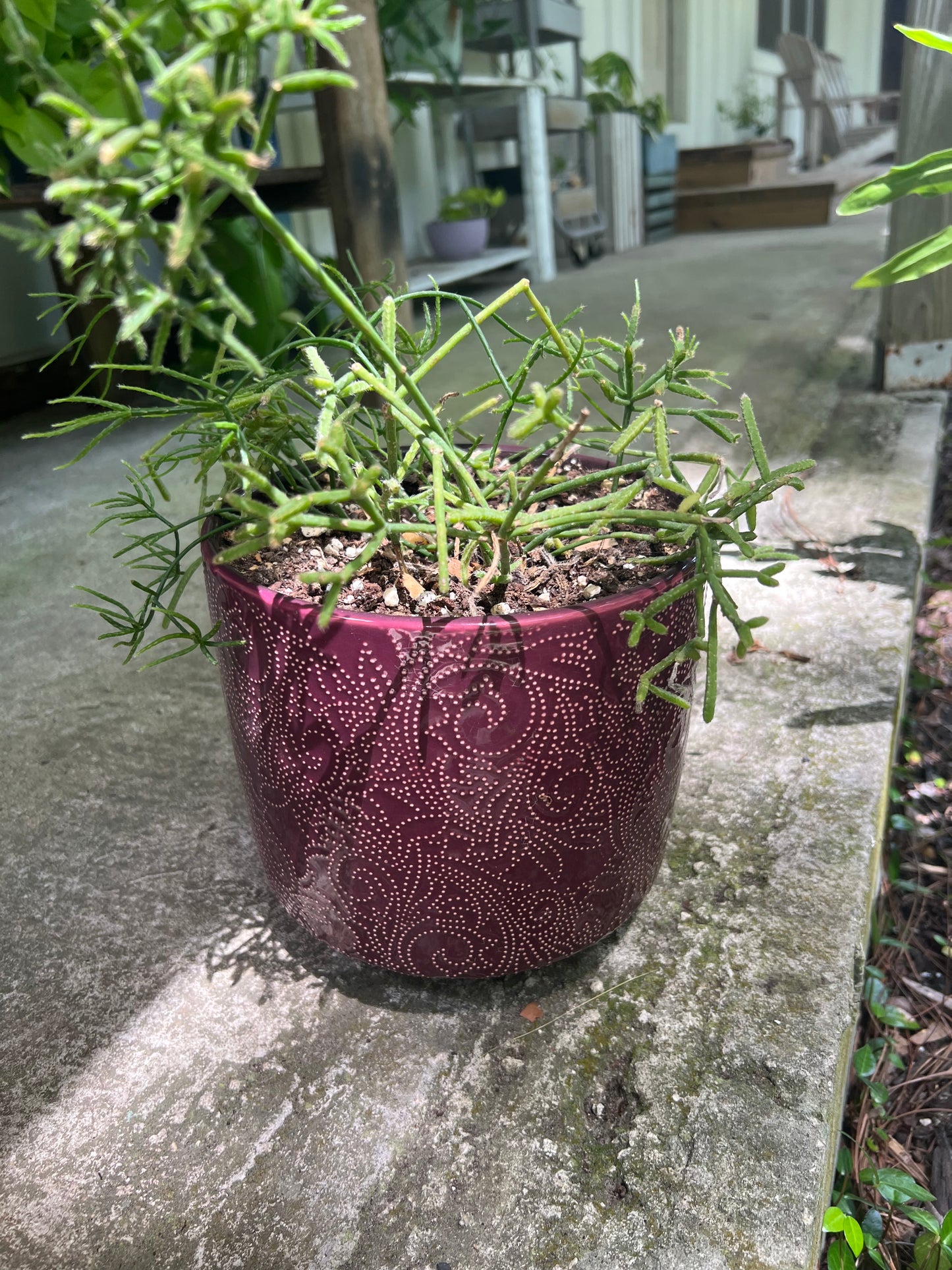 Rhipsalis Cereuscula in red planter