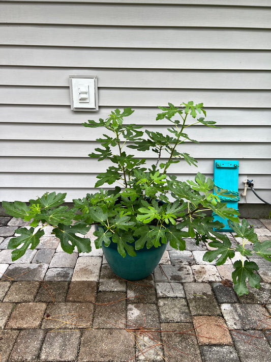 Brown turkey fig tree