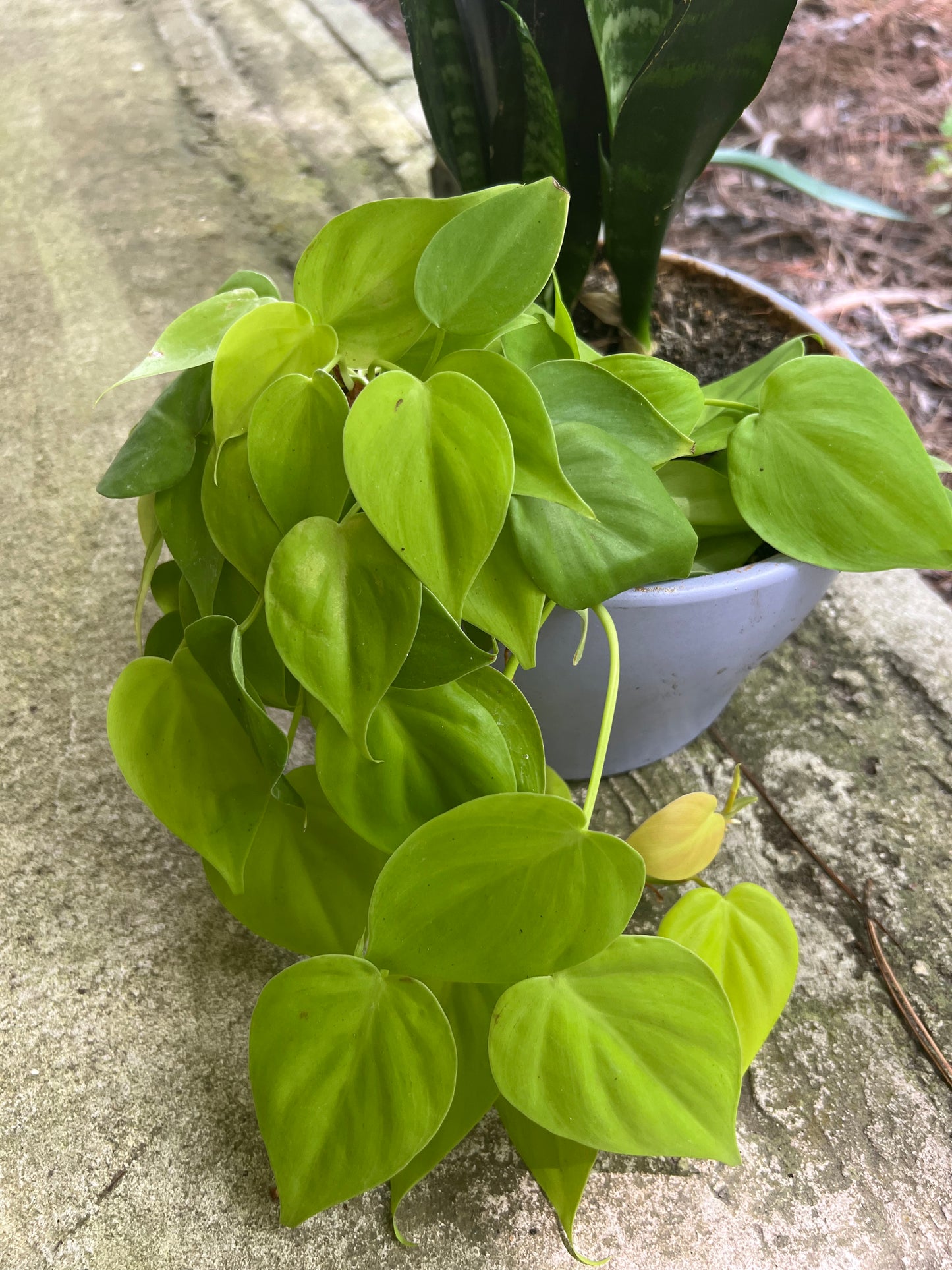 Zeylanica snake plant & Neon philodendron